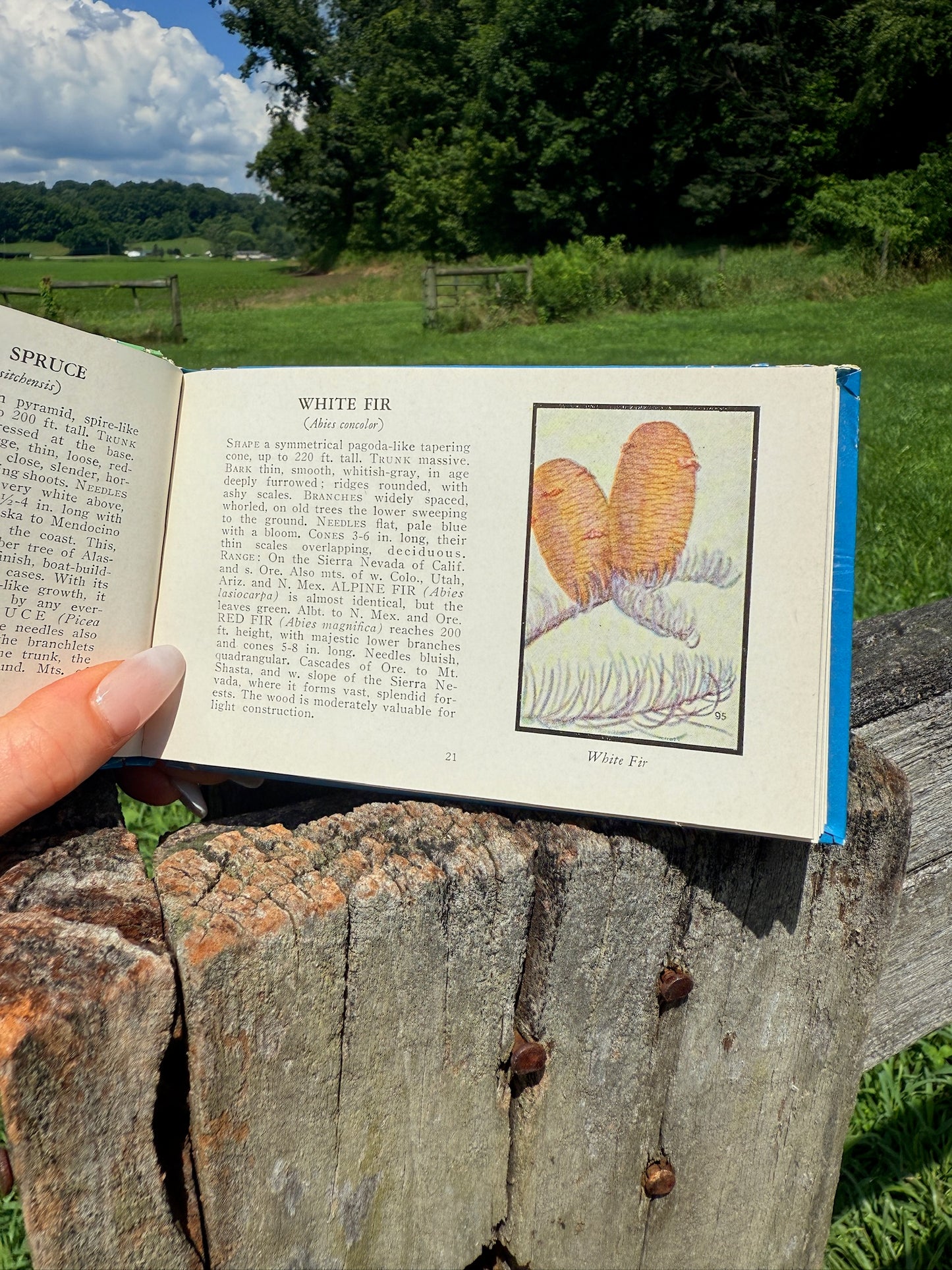 Vintage 1930s Trees of North America Book
