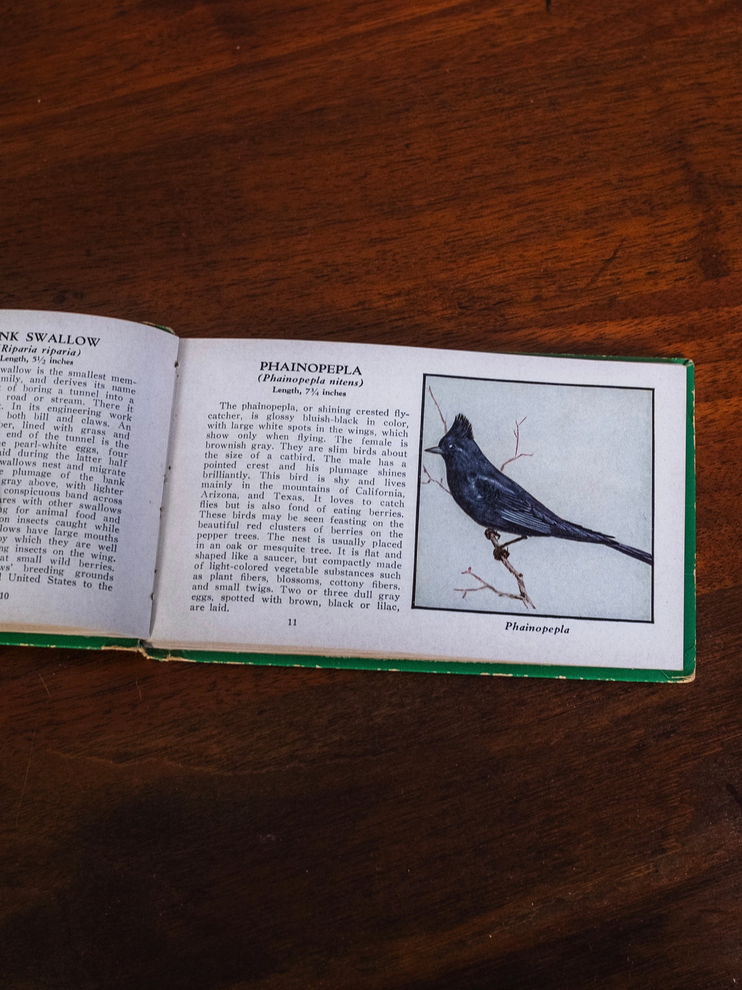 Vintage 1930s The Green Book of Birds of America