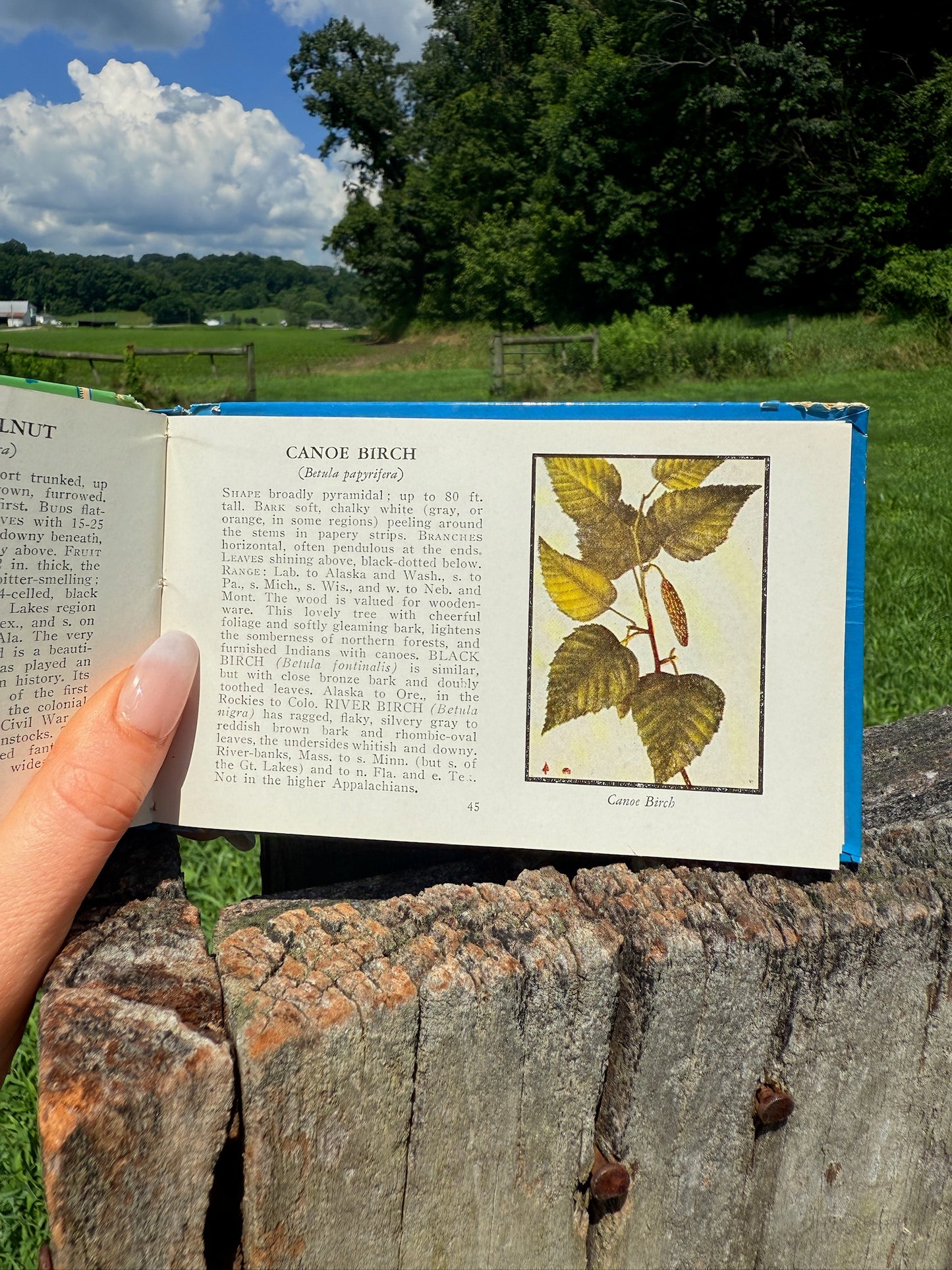 Vintage 1930s Trees of North America Book