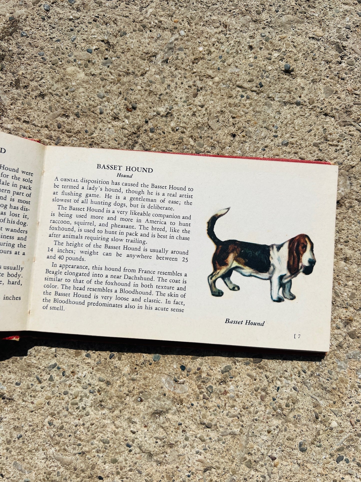Vintage 1940s The Red Book of Dogs