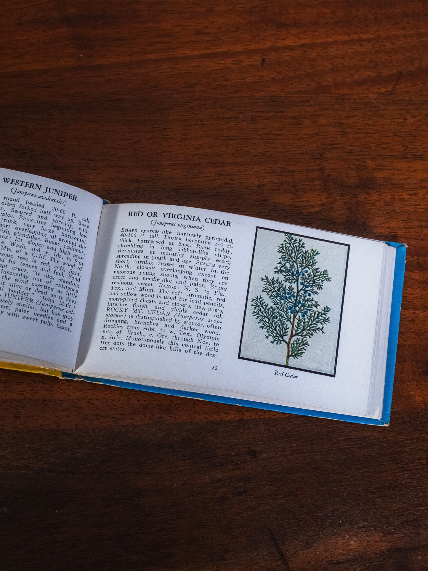 Vintage 1930s Trees of North America Guide Book