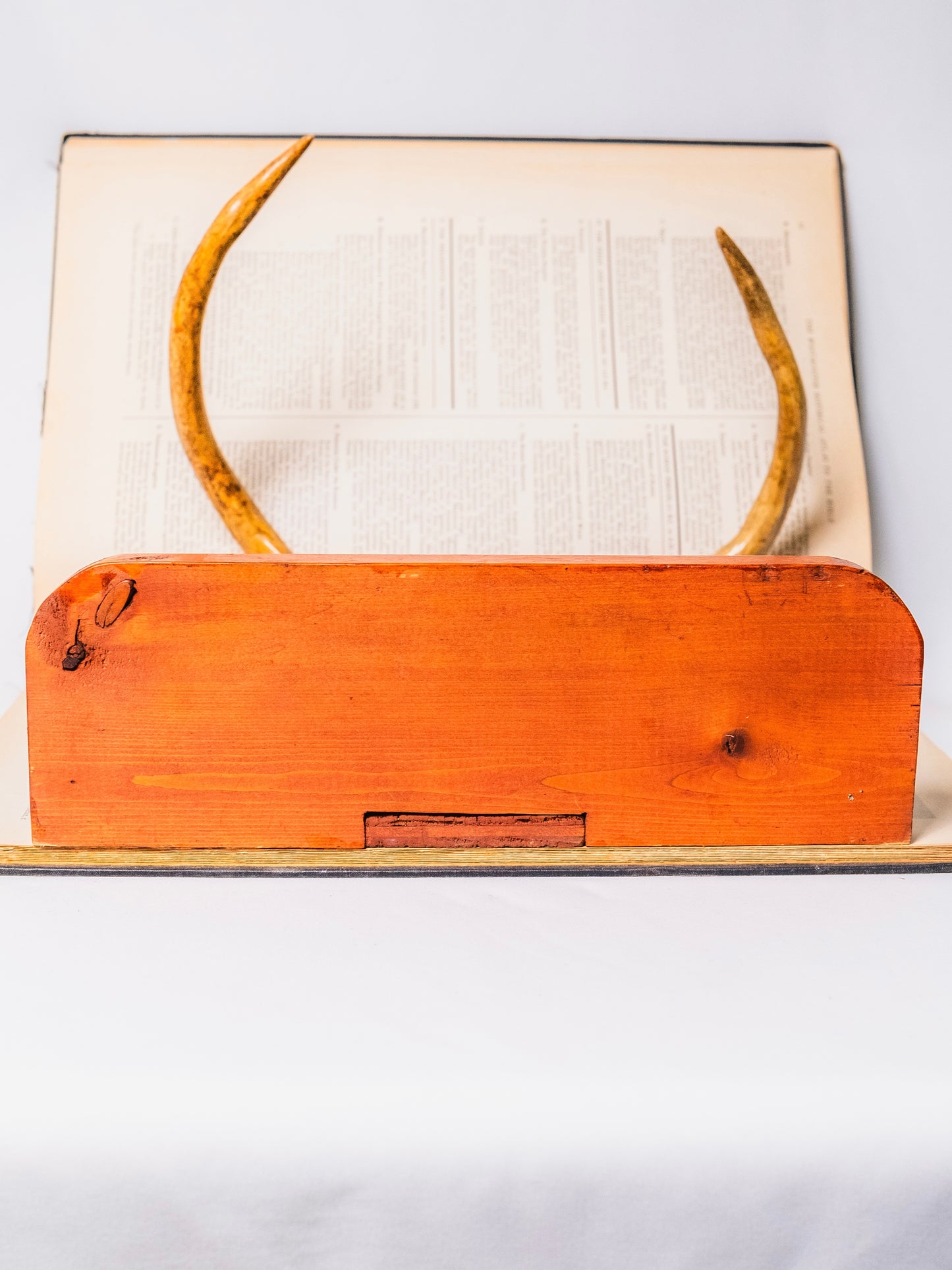 Vintage 1940s Wood Taxidermy Deer Antler Display