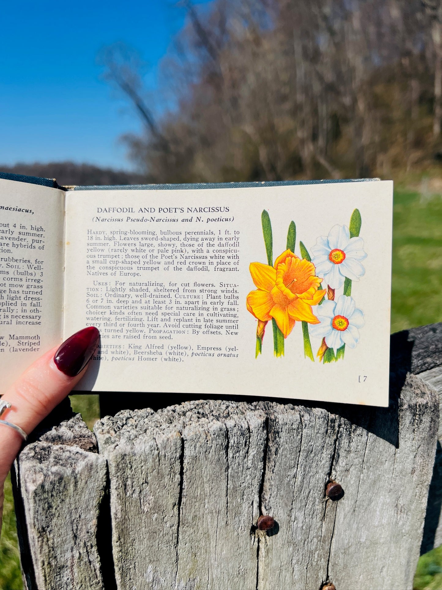 Vintage 1940s A Guide to Garden Flowers Book