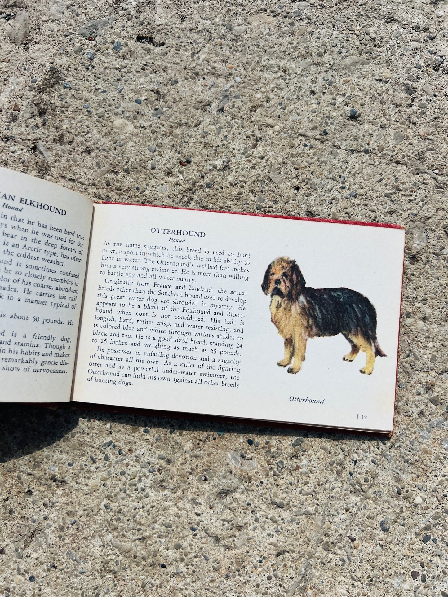 Vintage 1940s The Red Book of Dogs