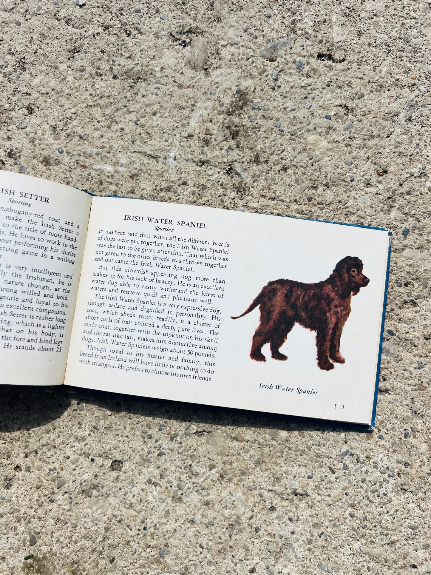 Vintage 1940s The Blue Book of Dogs