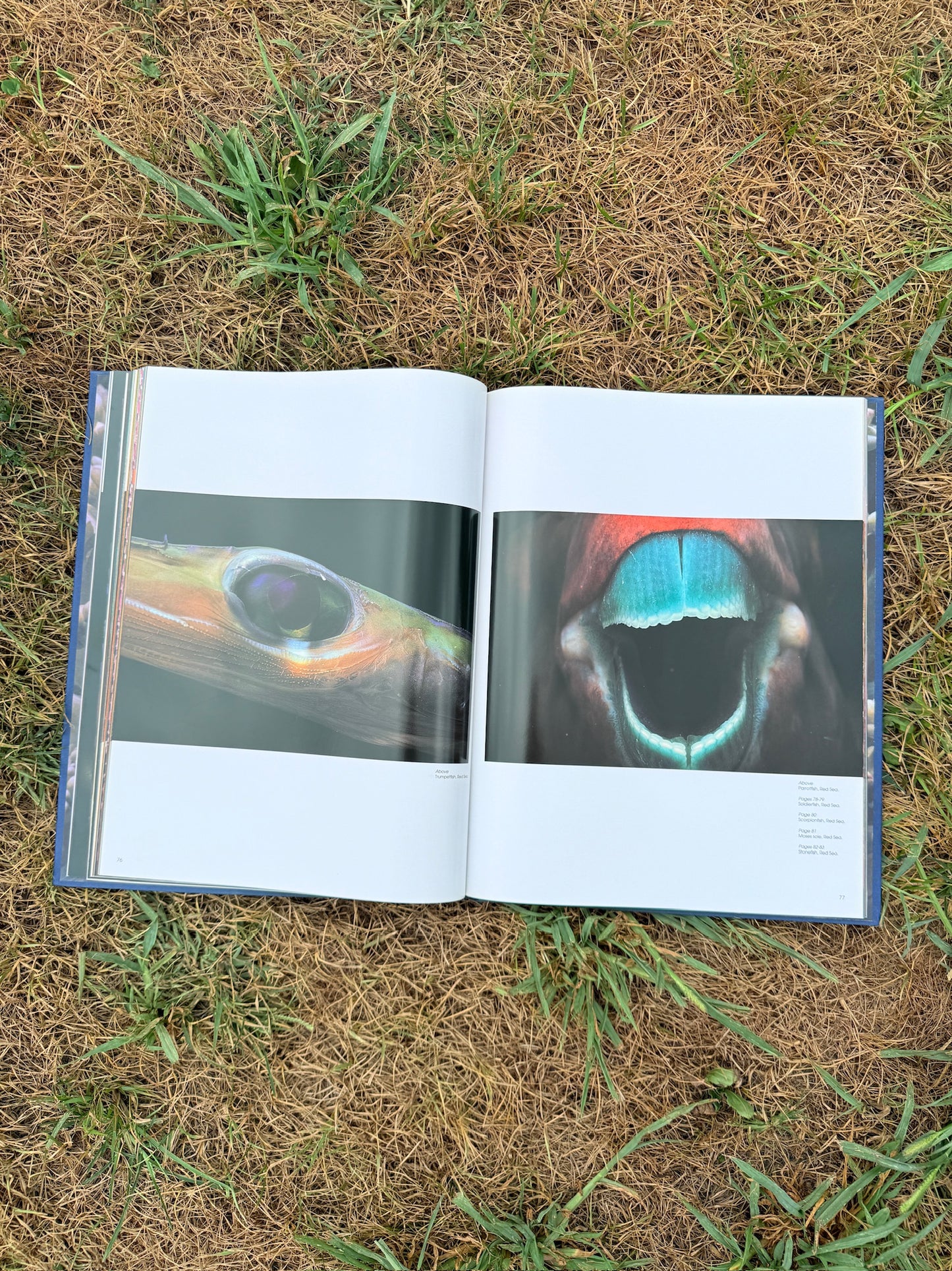 Colors of the Deep Photography Book