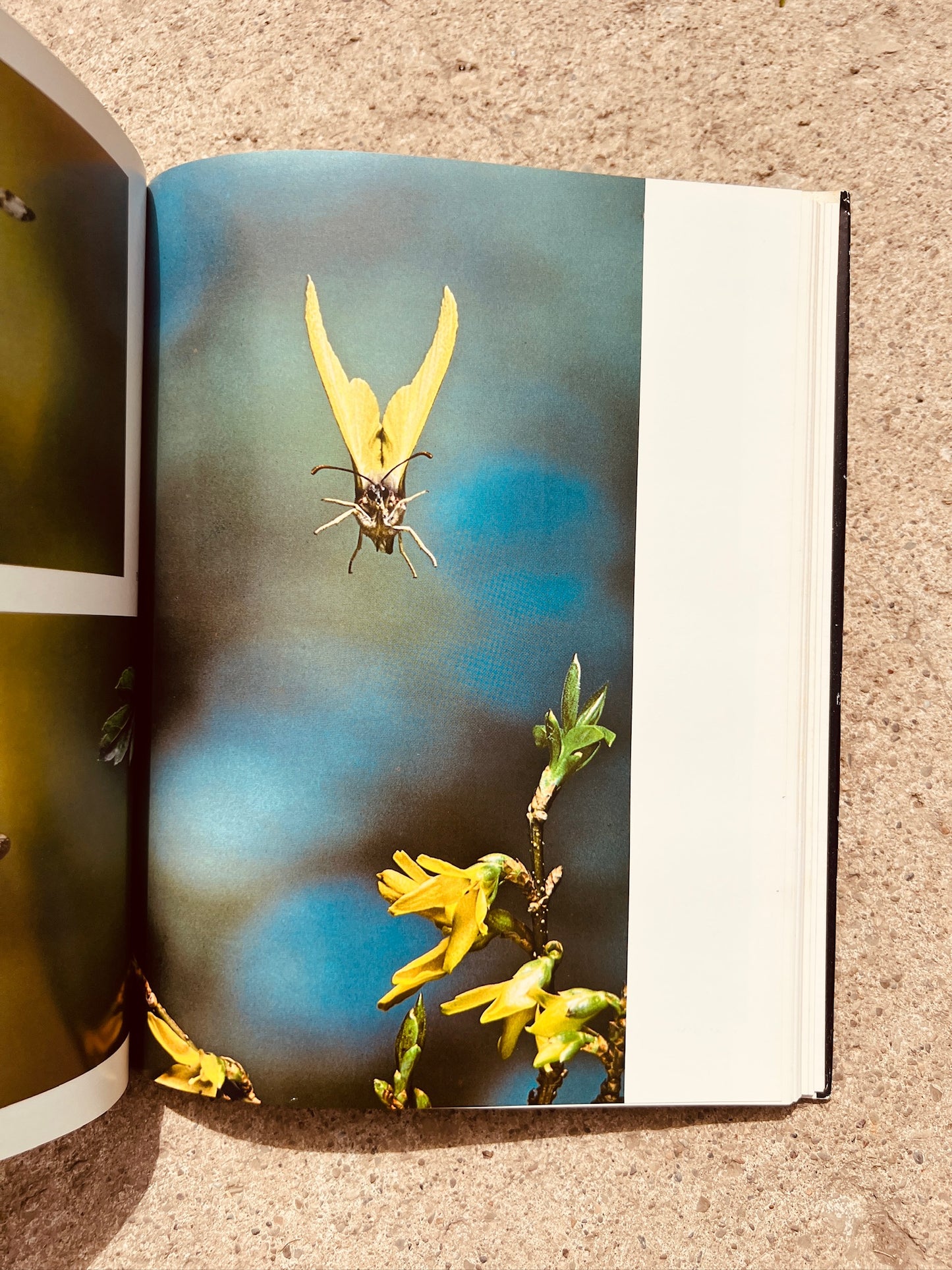 Vintage Borne on the Wind Hardcover Book