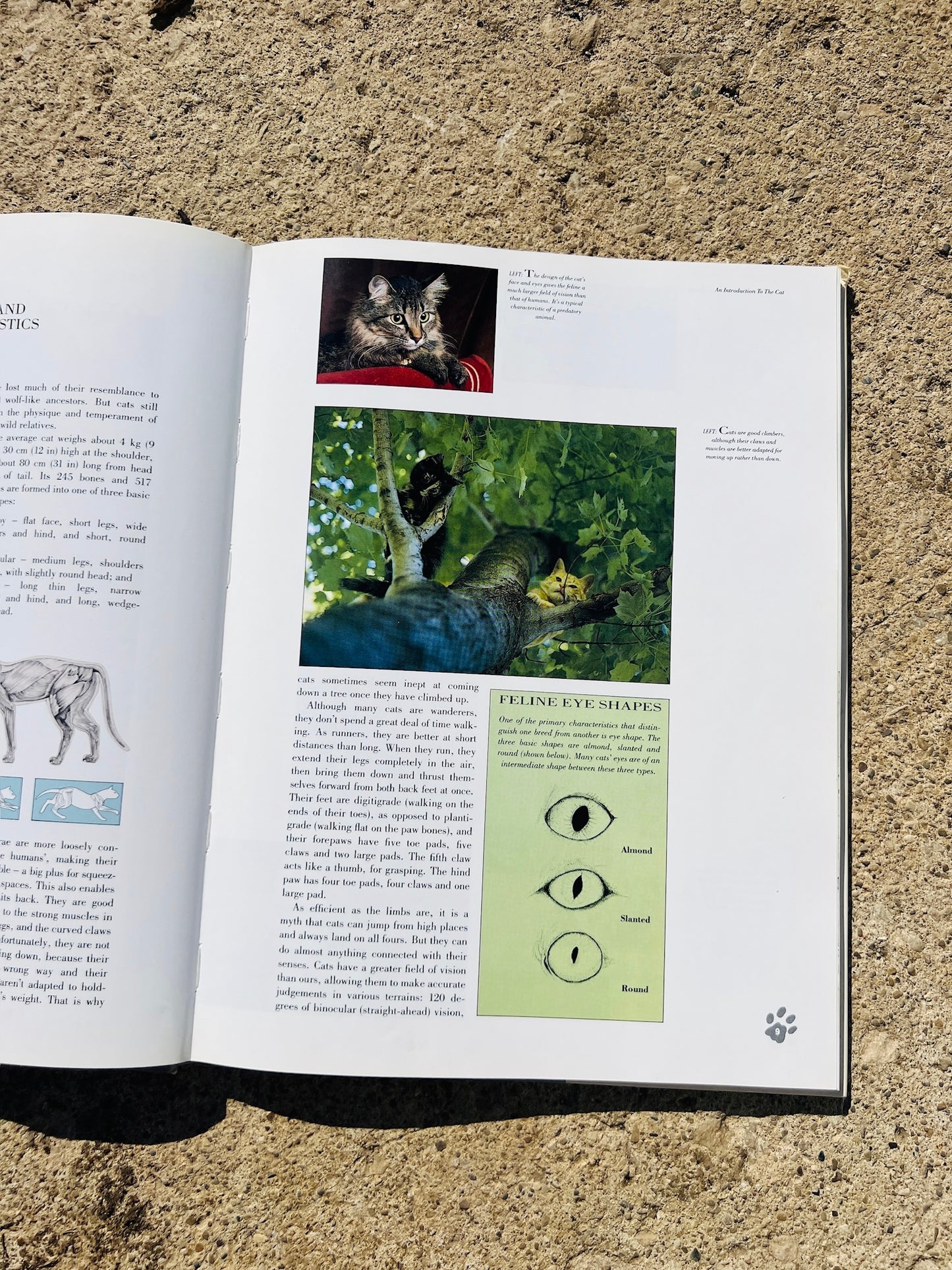 Vintage An Identification Guide to Cat Breeds Book
