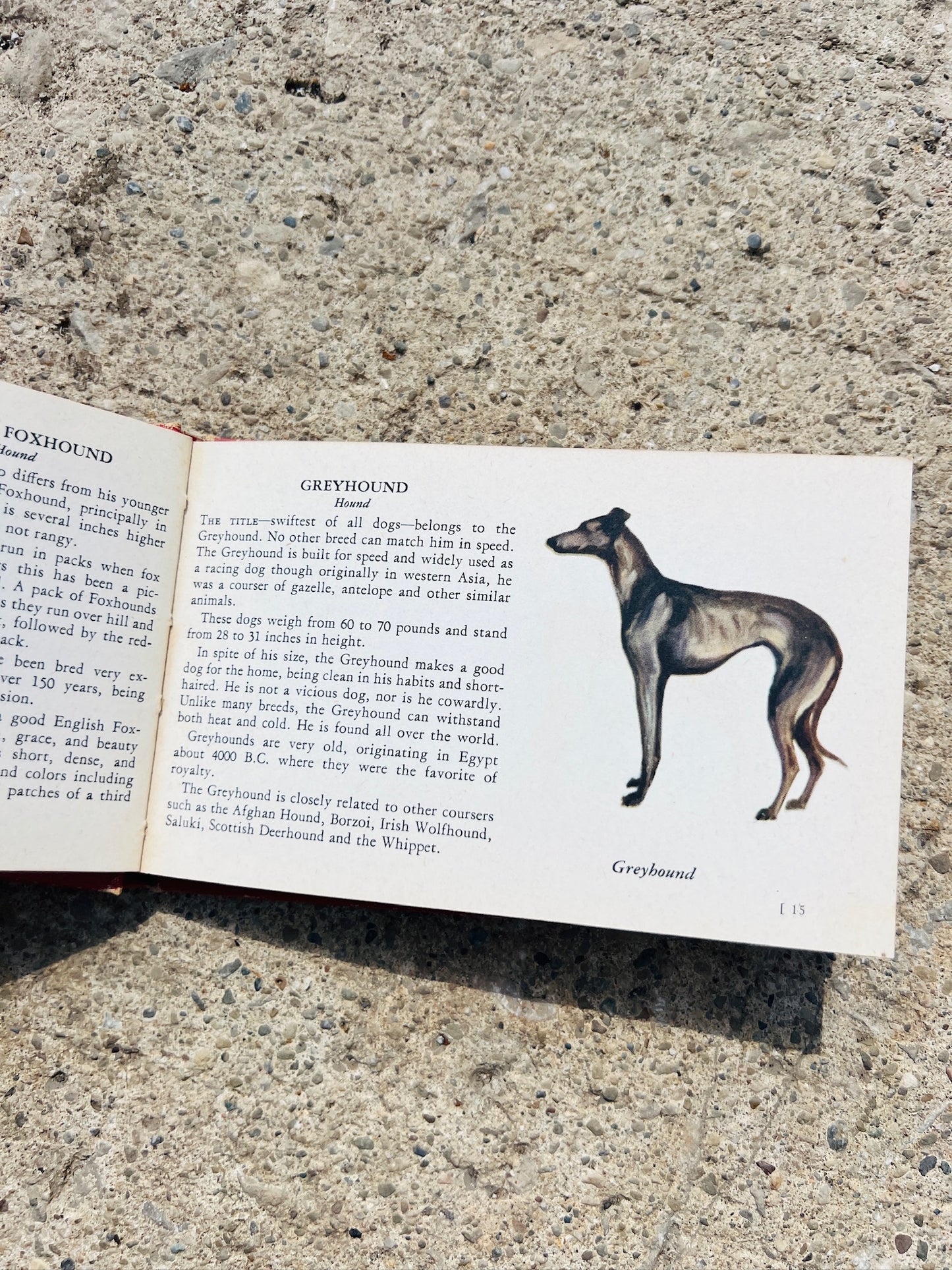 Vintage 1940s The Red Book of Dogs