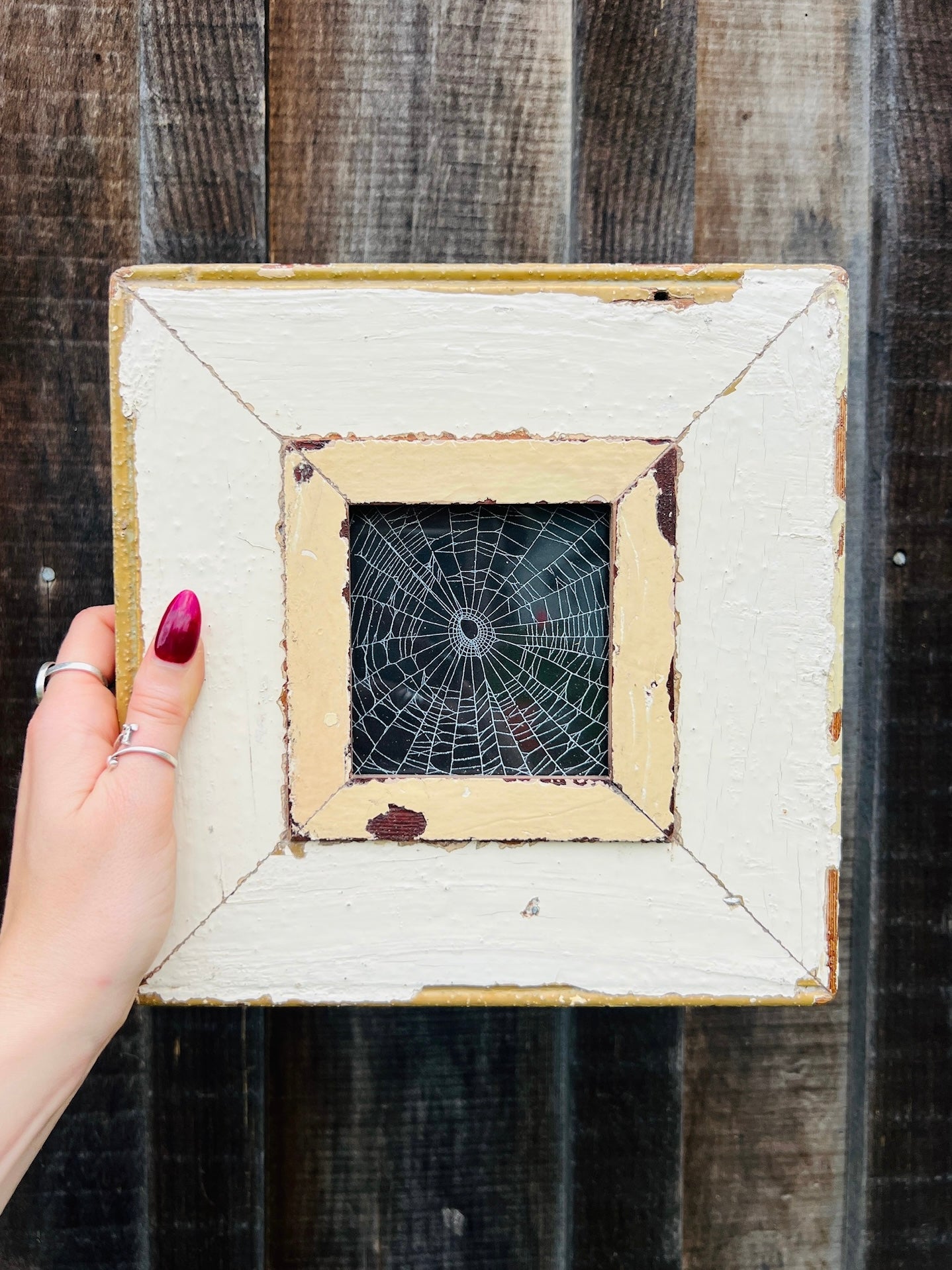 Rustic Framed Preserved Spider Web Artwork