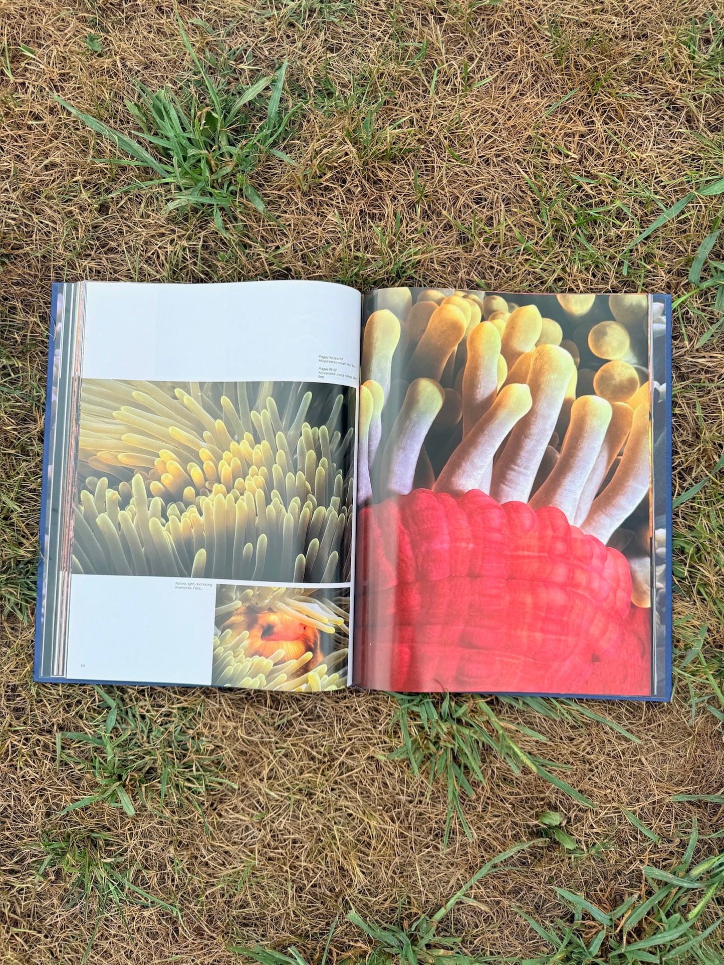 Colors of the Deep Photography Book
