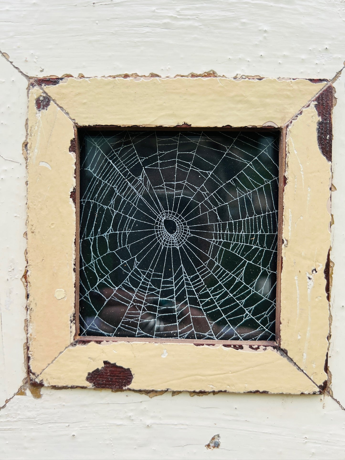 Rustic Framed Preserved Spider Web Artwork