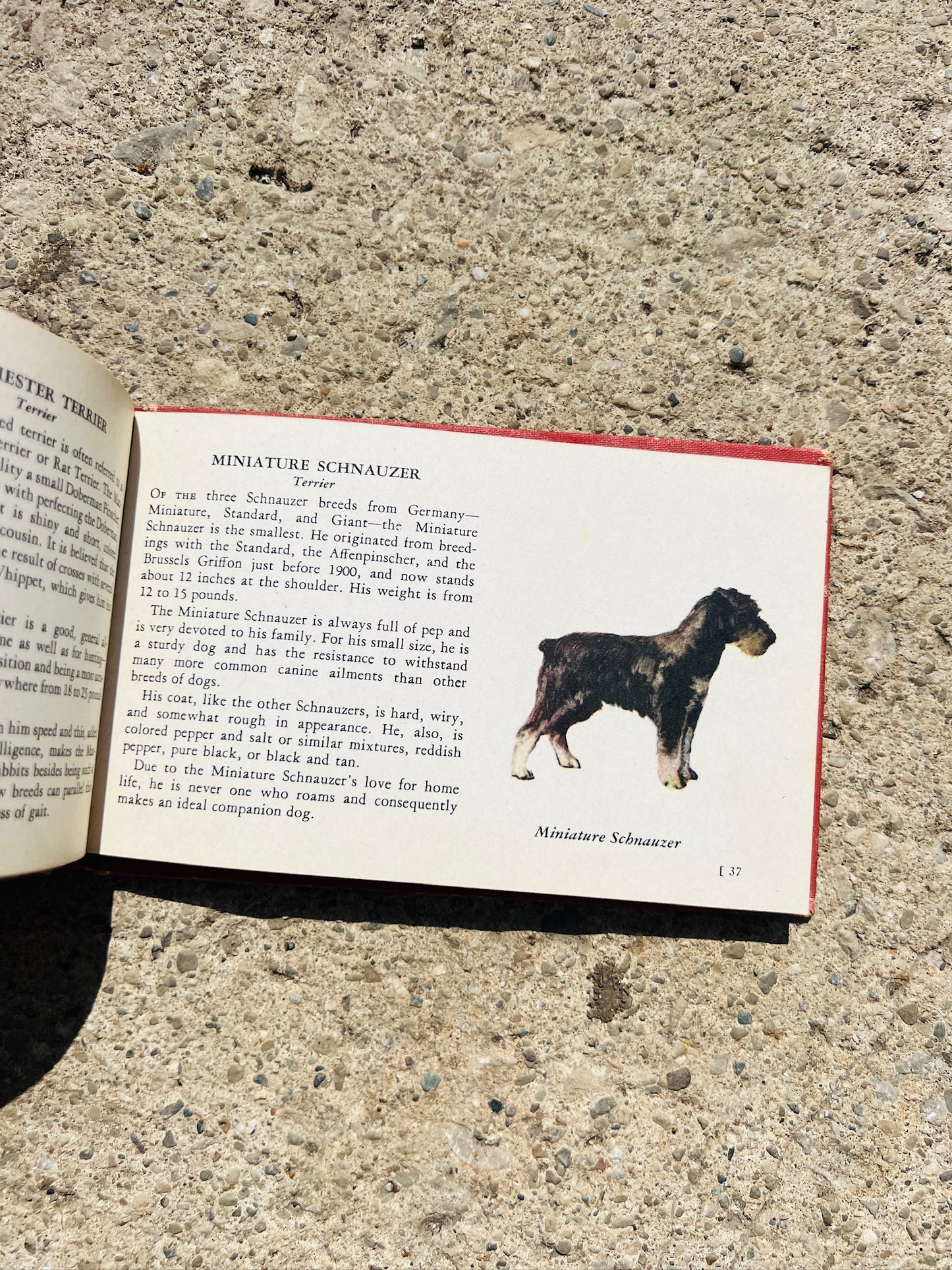 Vintage 1940s The Red Book of Dogs