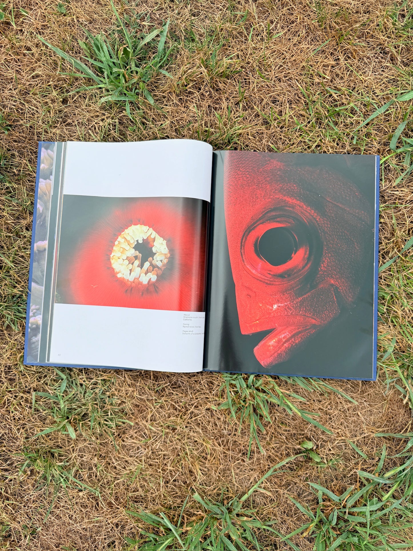 Colors of the Deep Photography Book