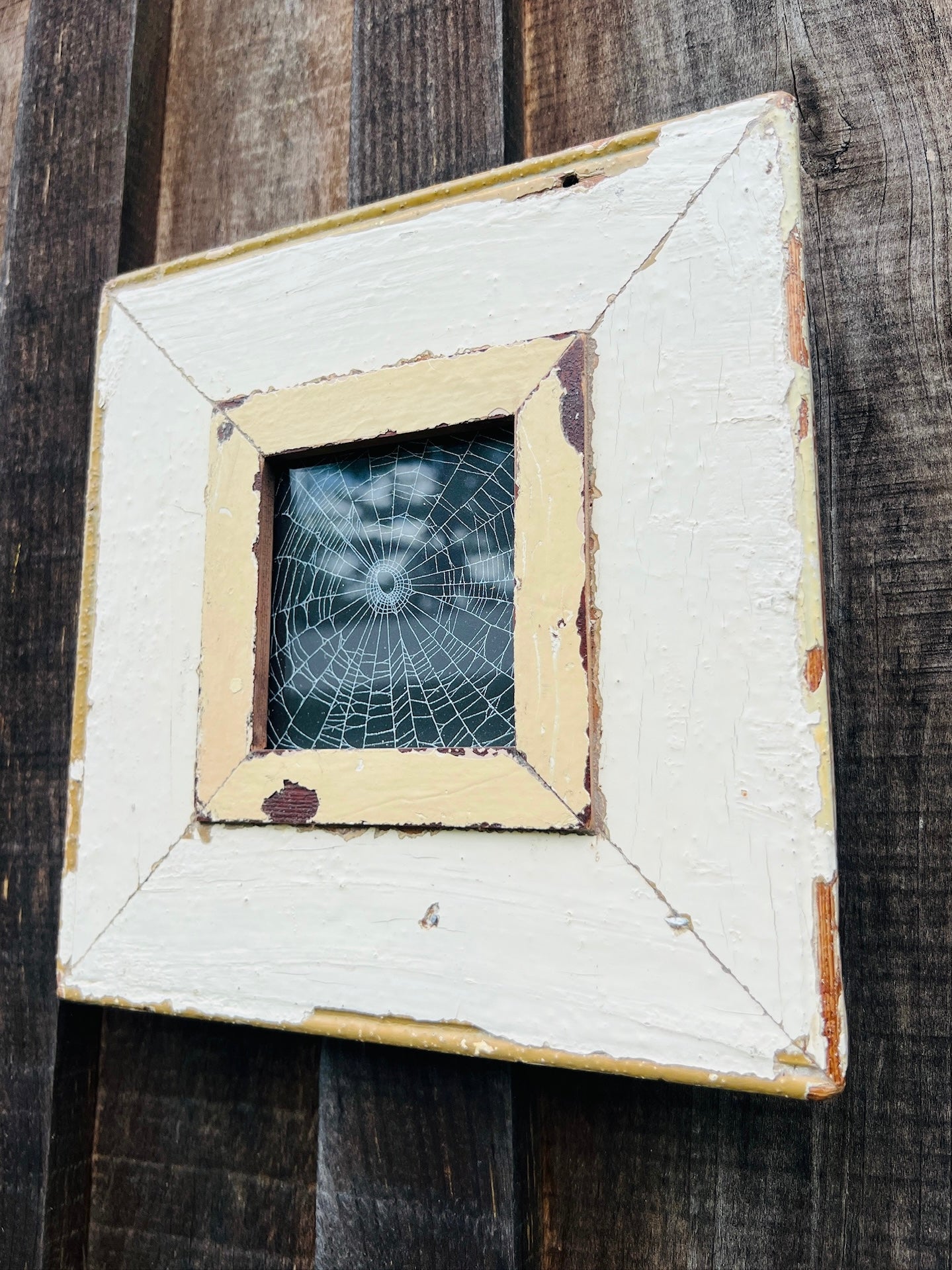 Rustic Framed Preserved Spider Web Artwork