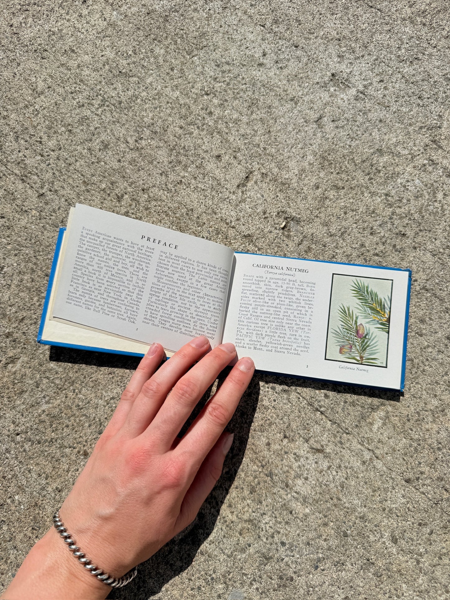 Vintage 1930s Trees of North America Mini Guide Book
