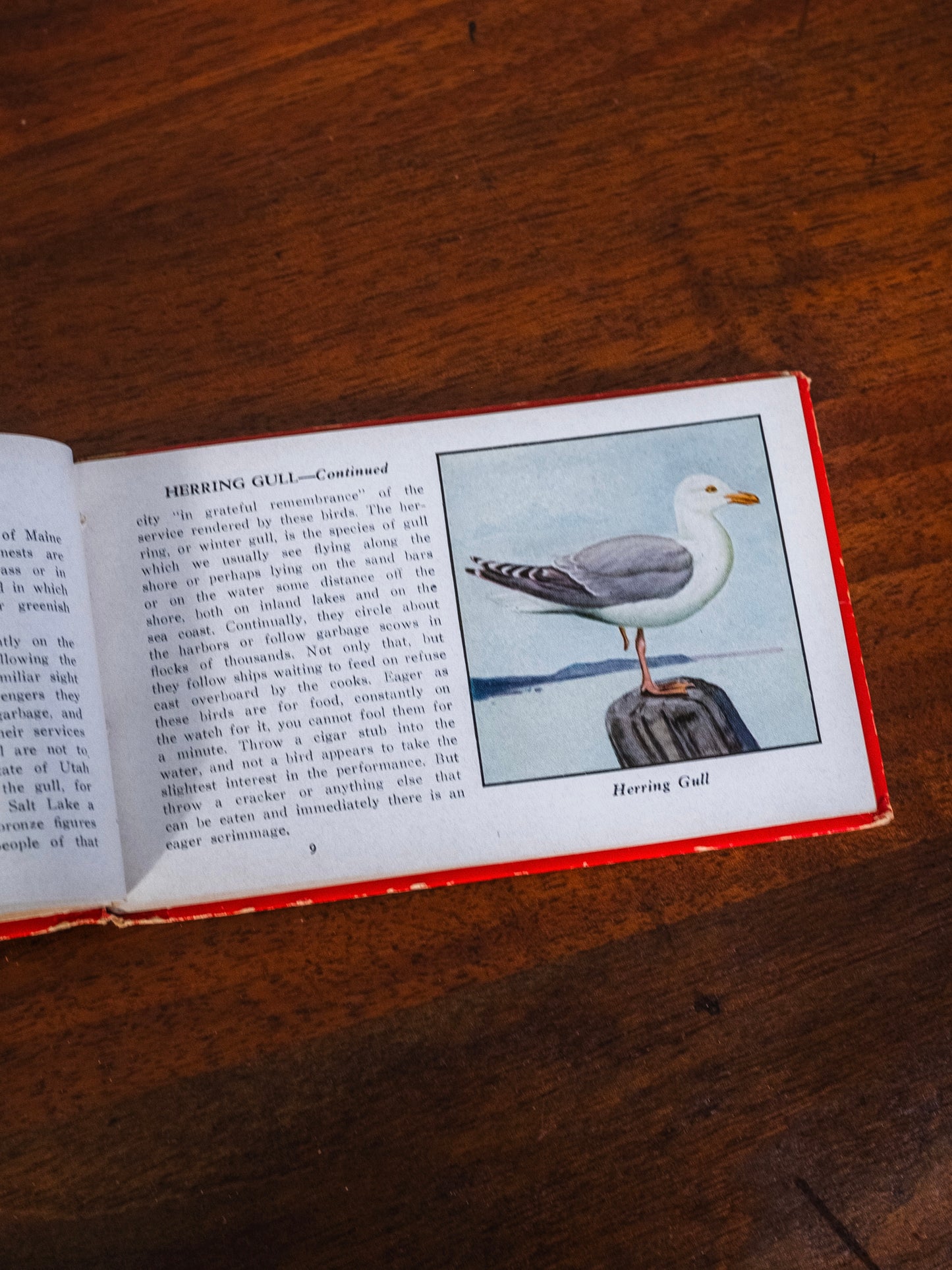 Vintage 1930s The Red Book of Birds of America