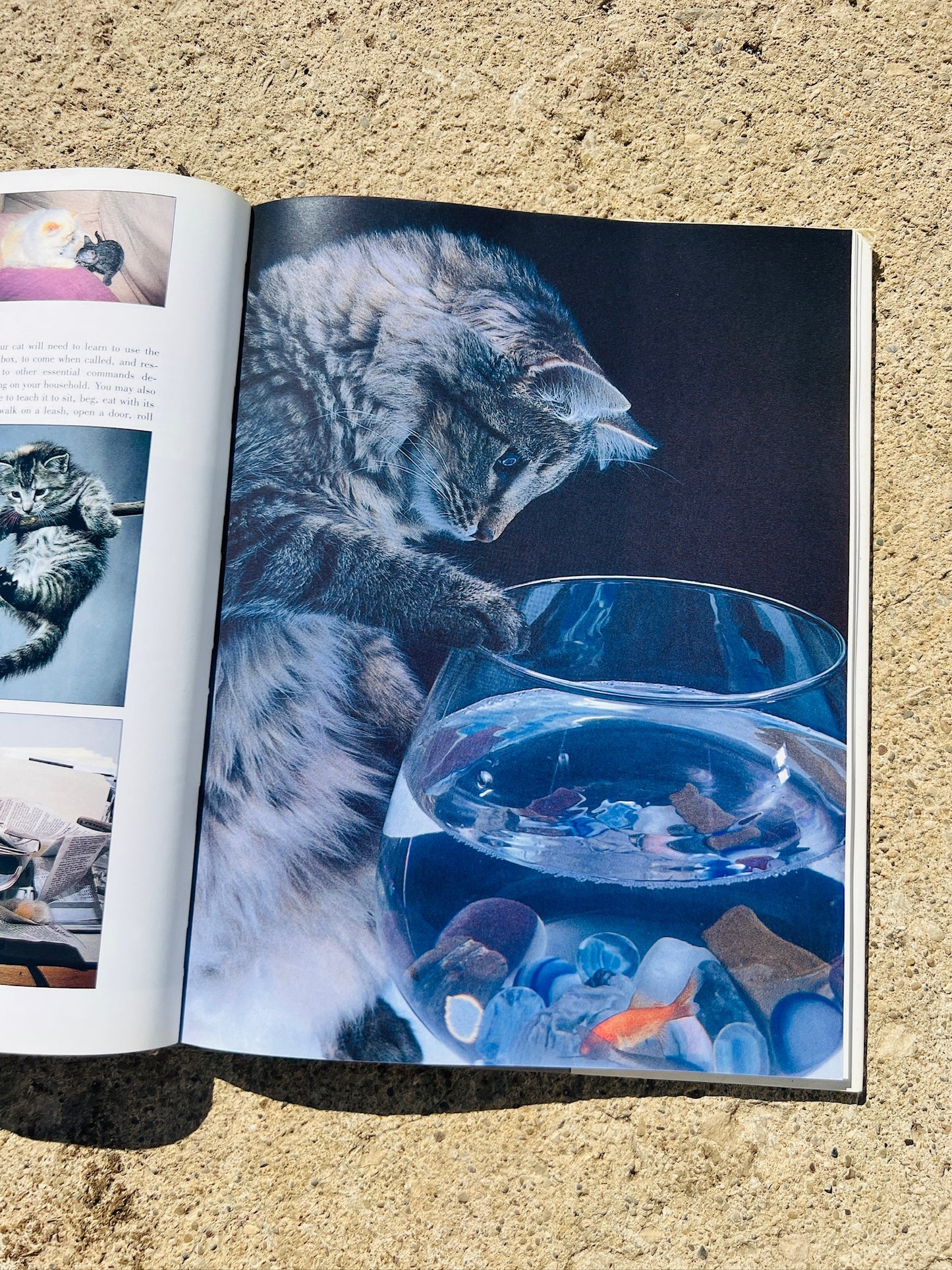 Vintage An Identification Guide to Cat Breeds Book