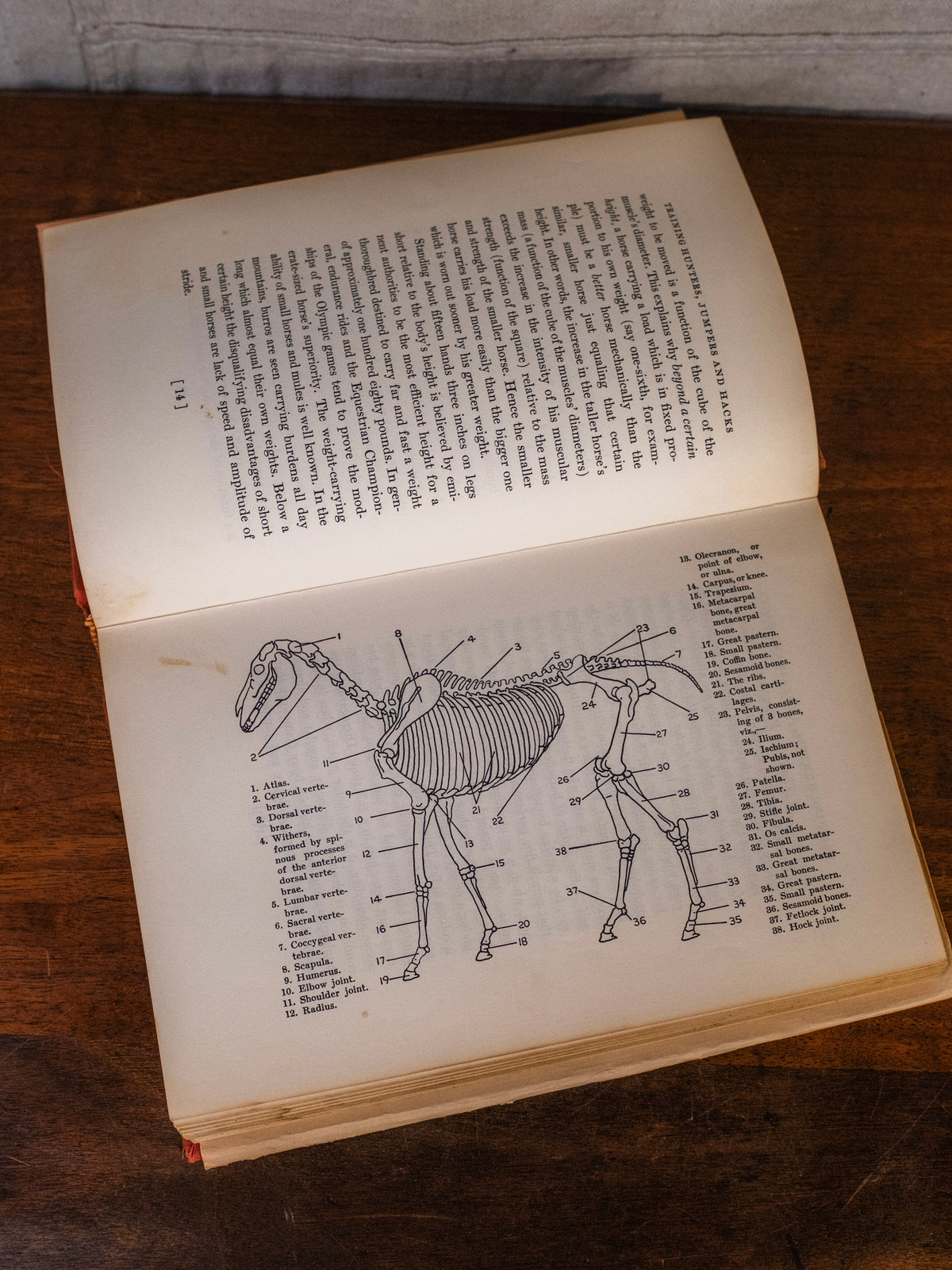 Vintage 1950s Training Hunters, Jumpers & Hacks Book