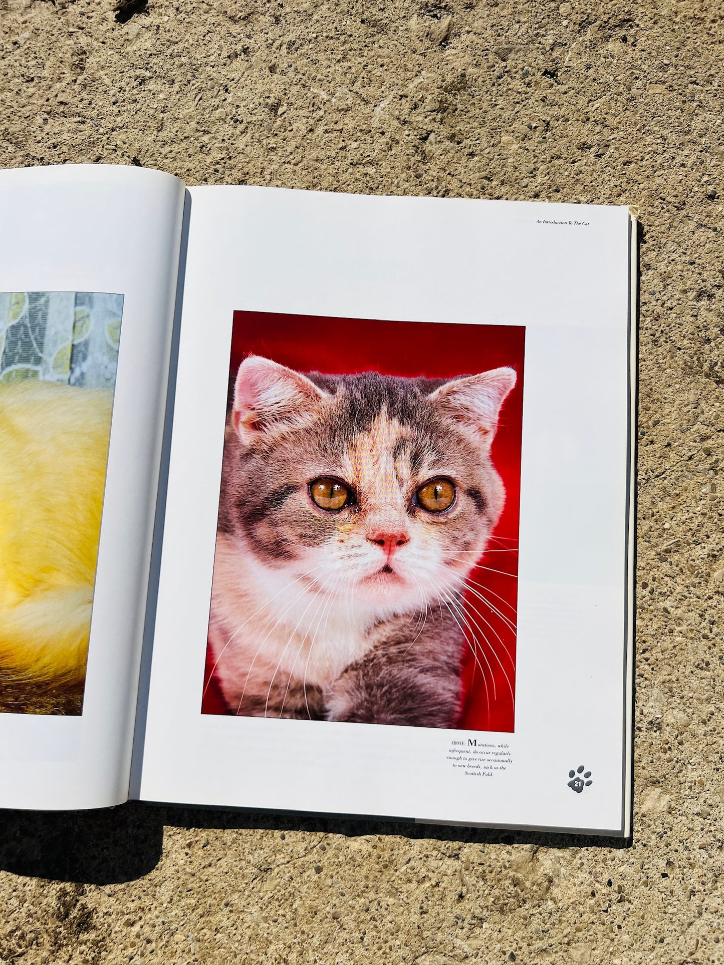 Vintage An Identification Guide to Cat Breeds Book