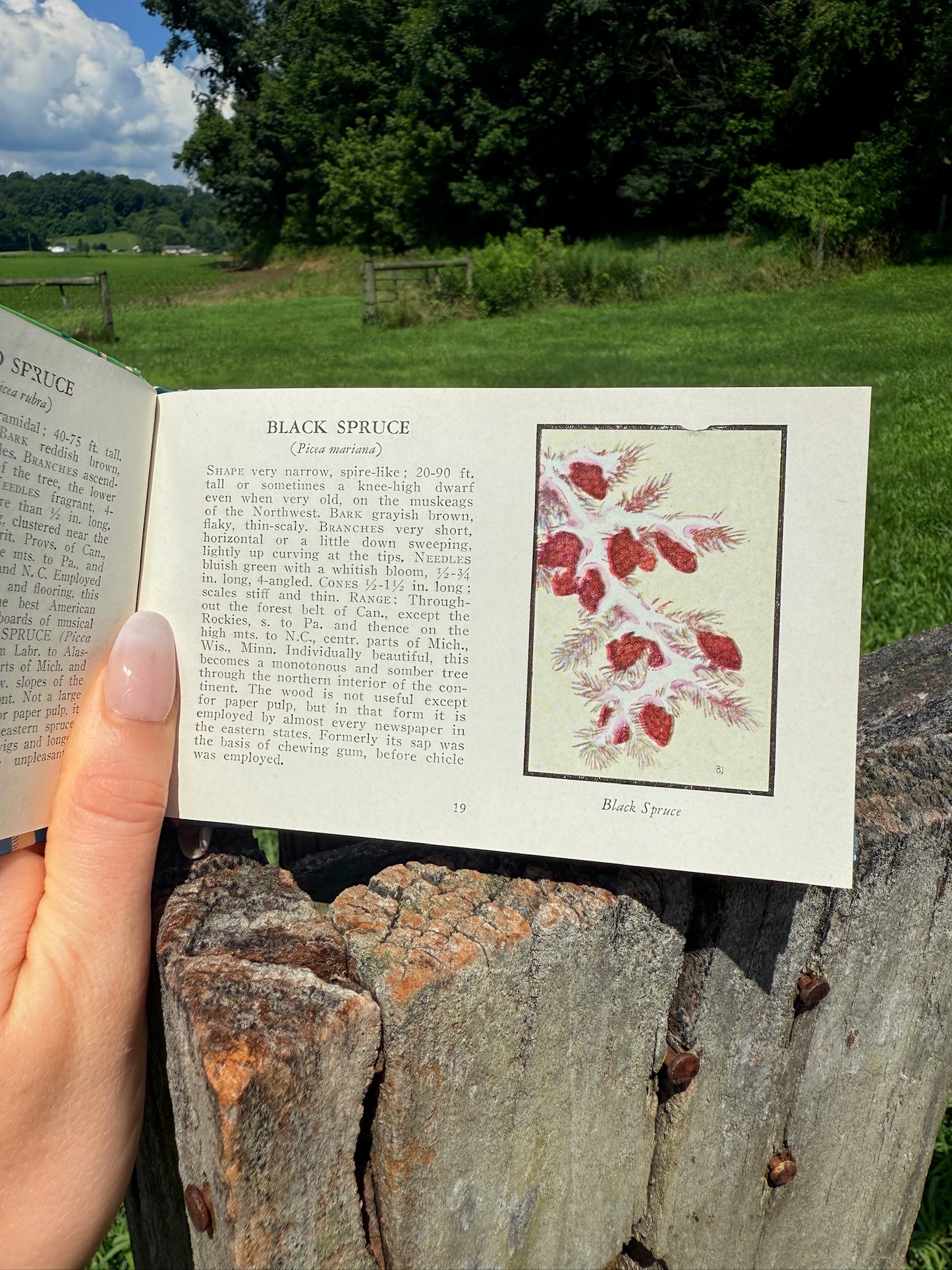 Vintage 1930s Trees of North America Book