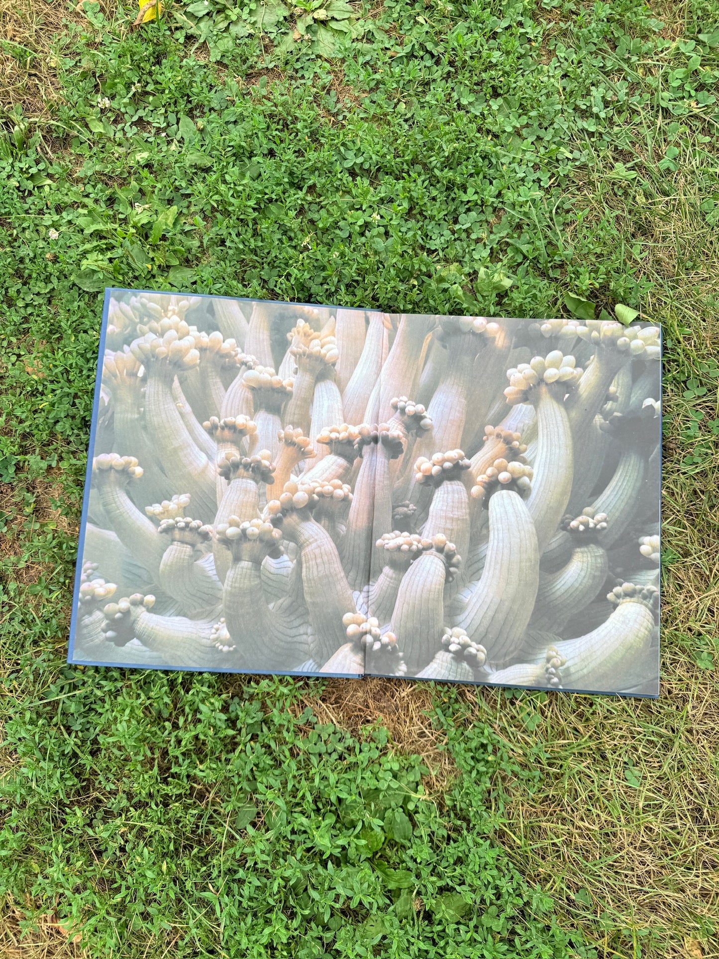 Colors of the Deep Photography Book