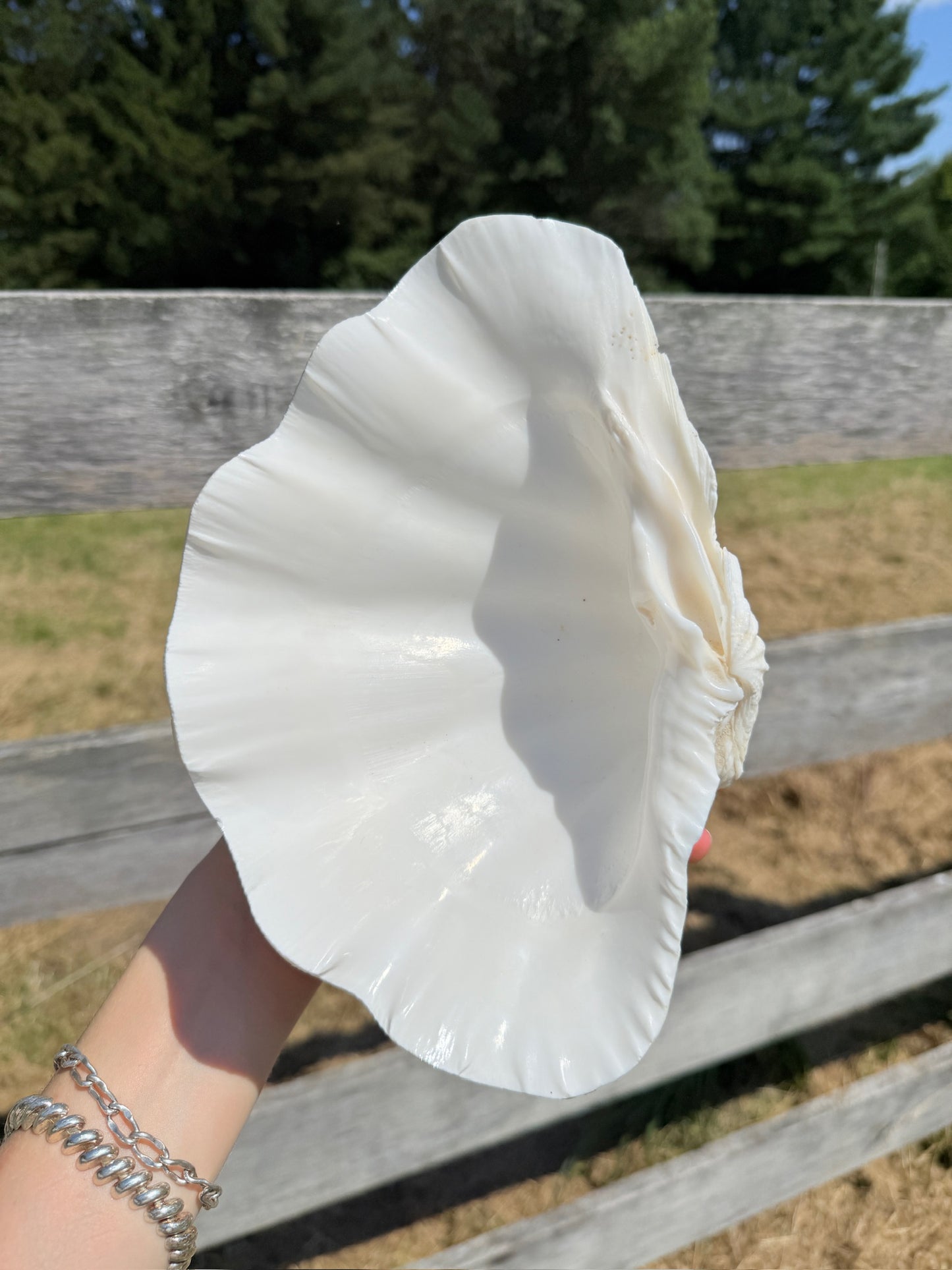Vintage 1970s Genuine Clam Shell Footed Dish