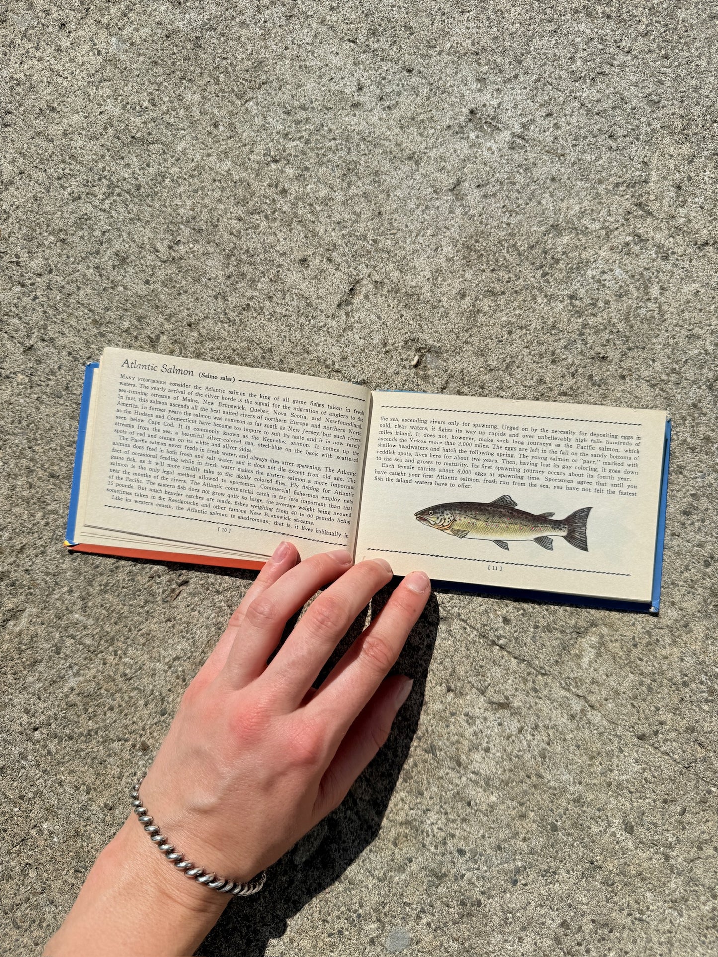 Vintage 1930s Fresh Water Fish Mini Guide Book