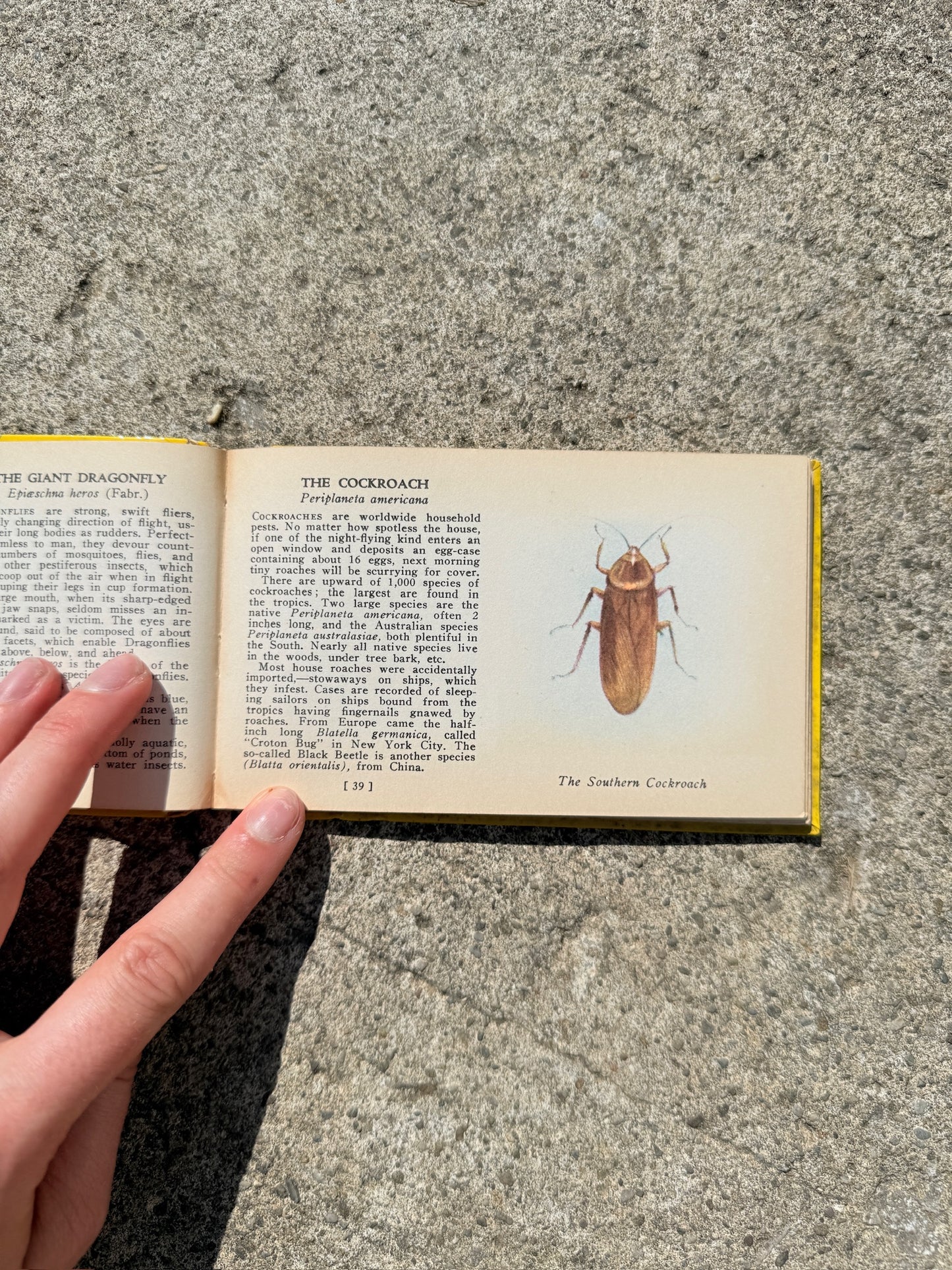 Vintage 1930s Bugs of America Mini Guide Book