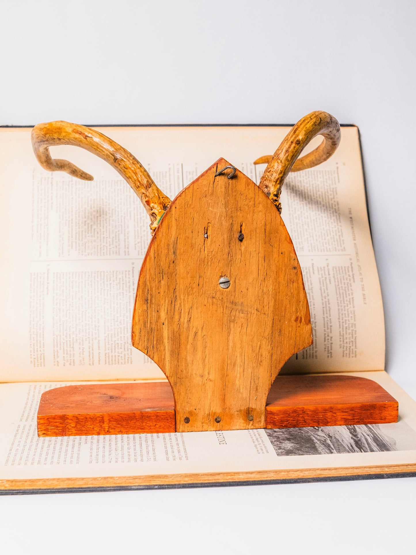 Vintage 1940s Wood Taxidermy Deer Antler Display