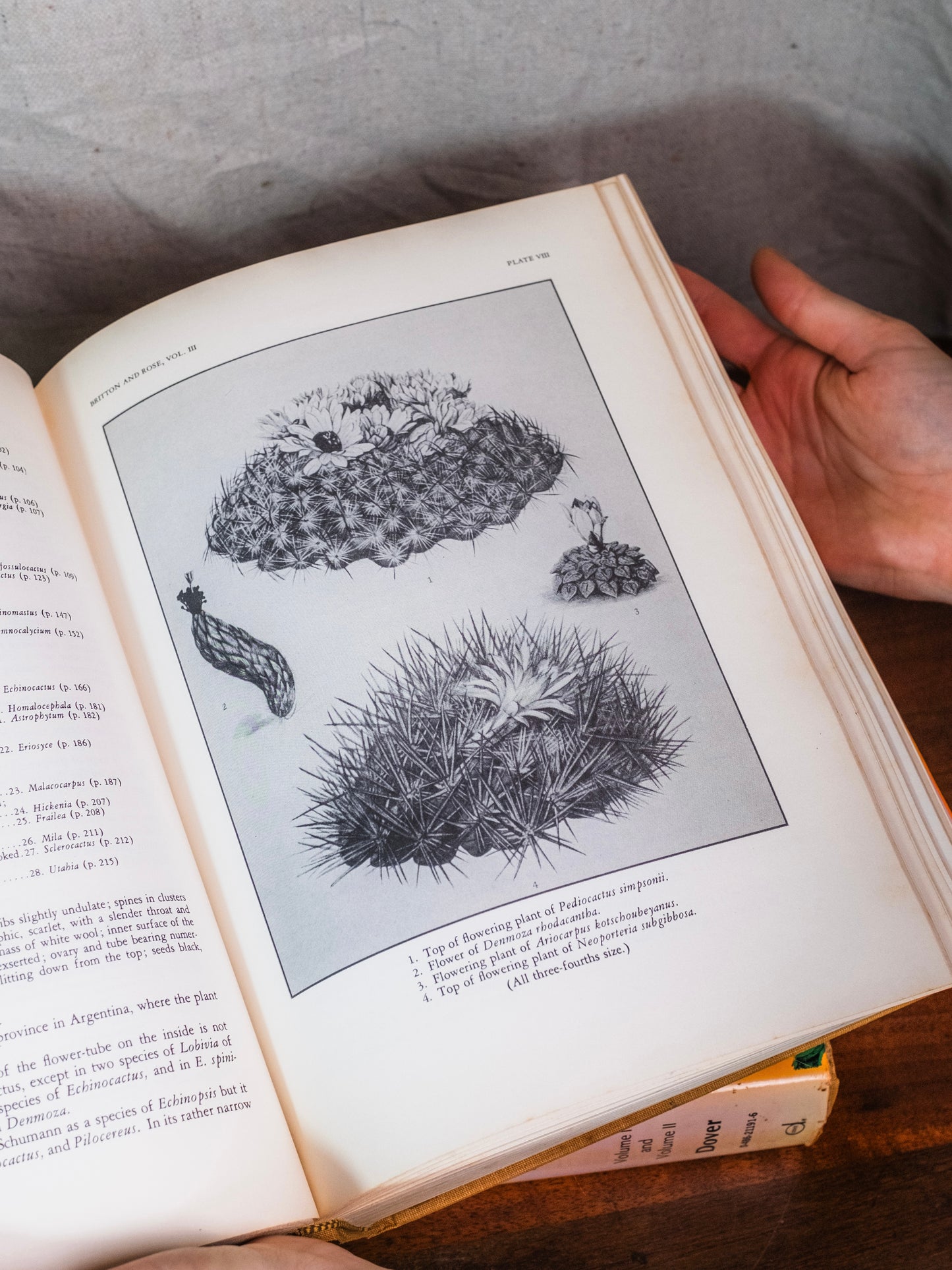 The Cactaceae Books | Set of 2