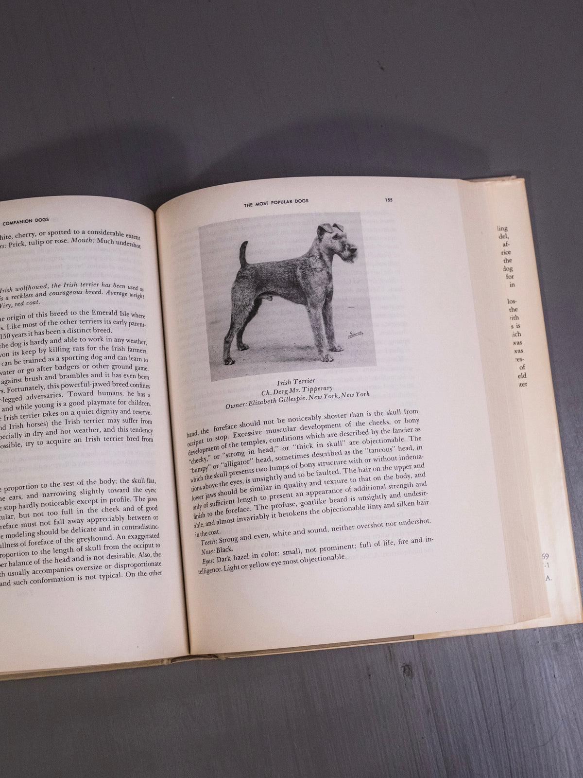 Companion Dogs Book