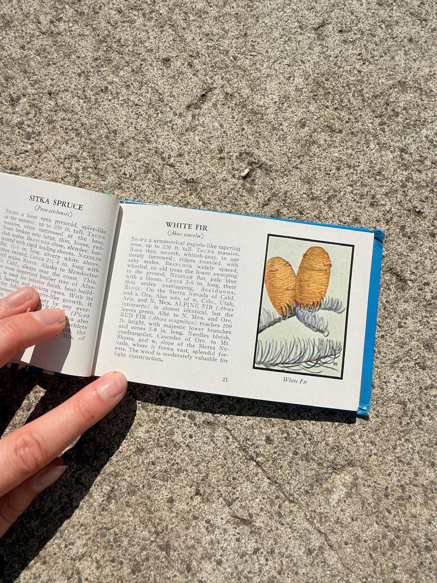 Vintage 1930s Trees of North America Mini Guide Book
