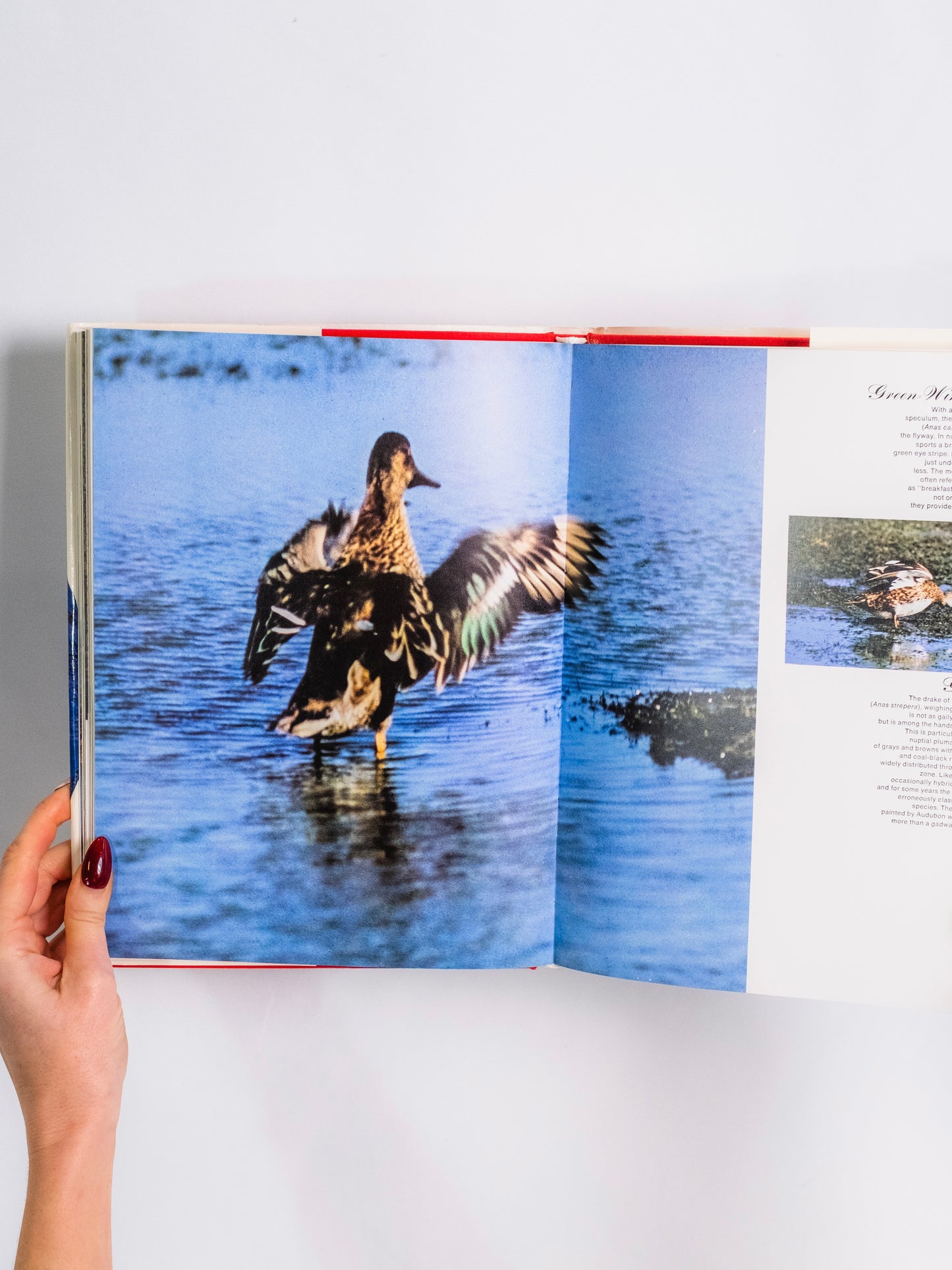 The American Sportsman Treasury Book