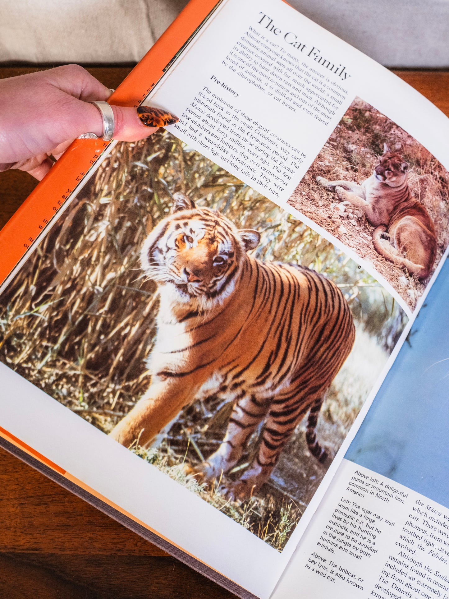 Purnell’s Pictorial Encyclopedia of Cats Book