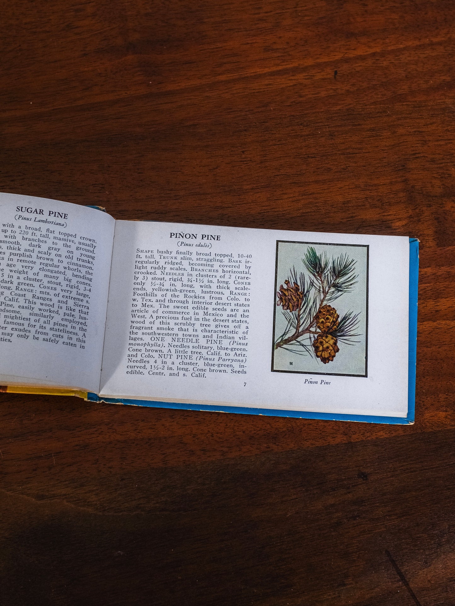 Vintage 1930s Trees of North America Guide Book