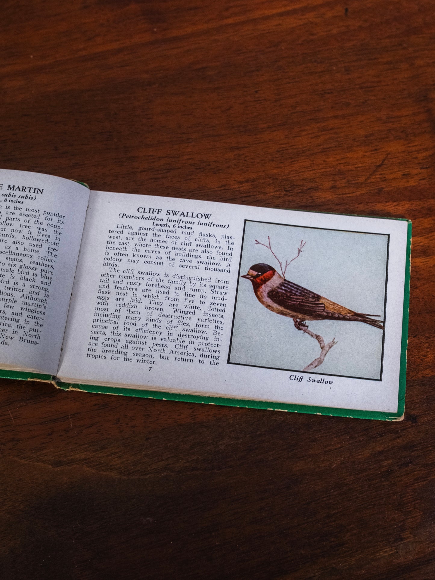 Vintage 1930s The Green Book of Birds of America