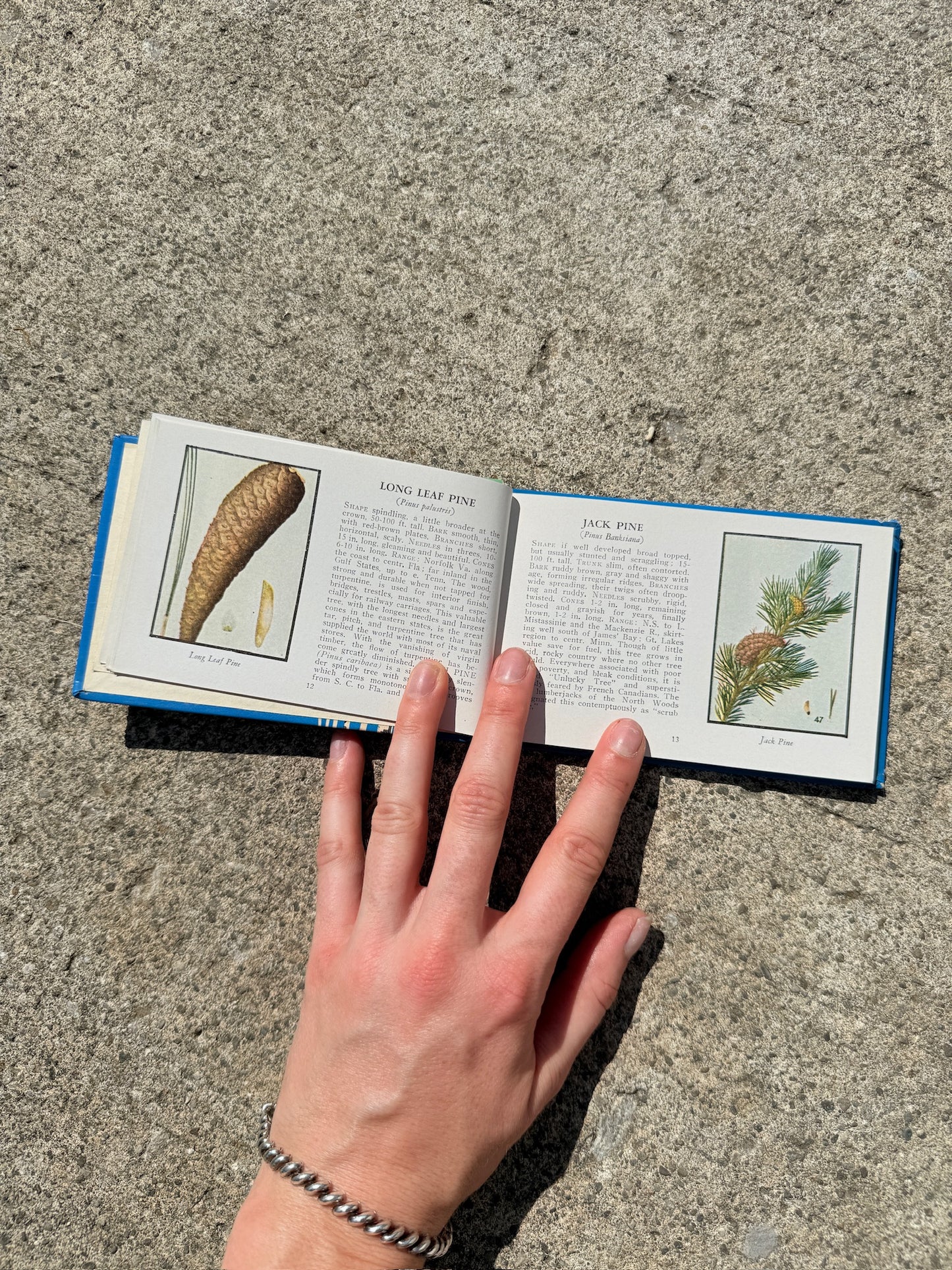 Vintage 1930s Trees of North America Mini Guide Book