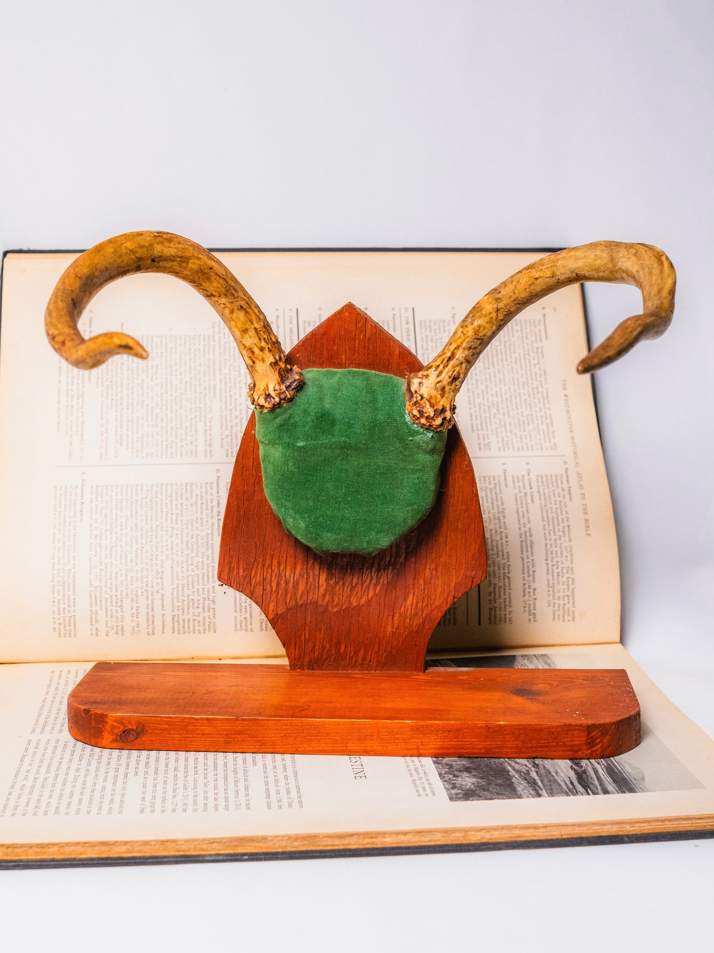 Vintage 1940s Wood Taxidermy Deer Antler Display