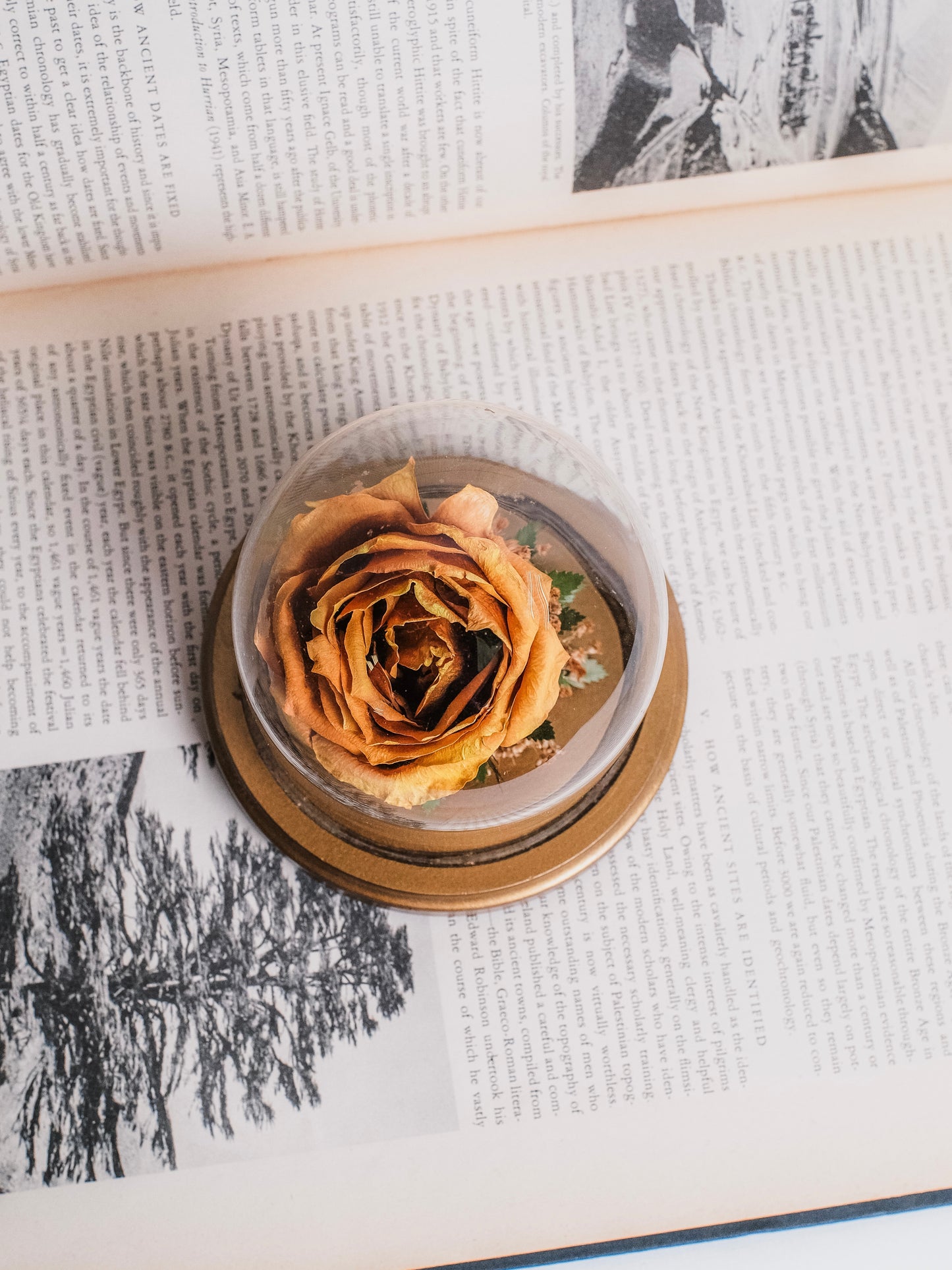 Vintage 1980s Preserved Rose Glass Cloche Display