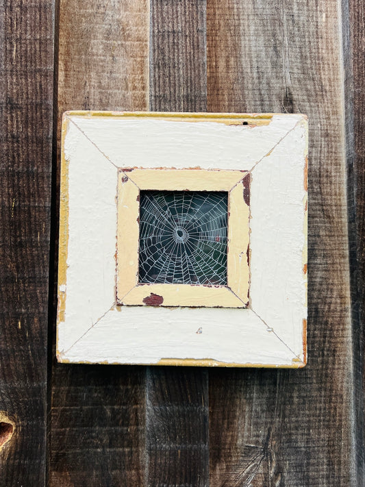 Rustic Framed Preserved Spider Web Artwork