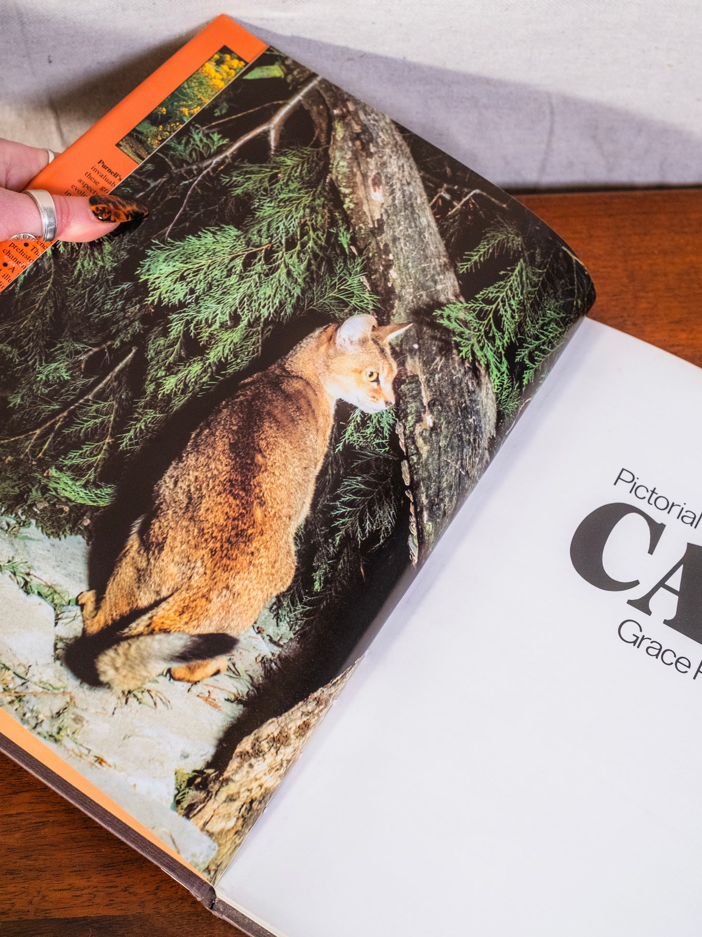 Purnell’s Pictorial Encyclopedia of Cats Book