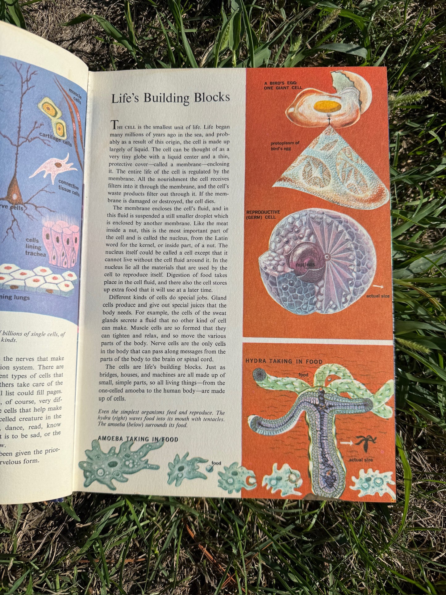 Vintage 1970s The Human Body Textbook
