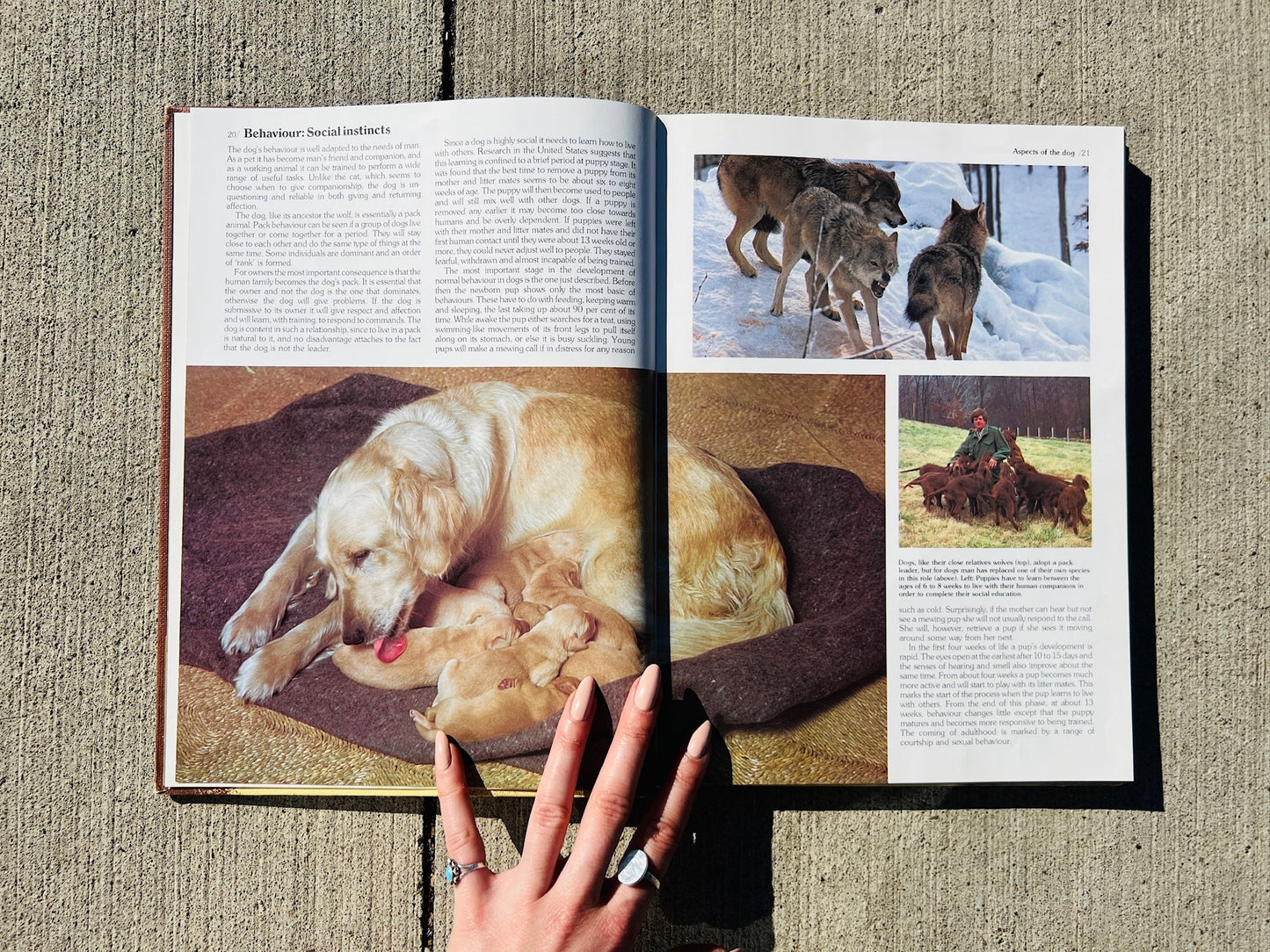 Vintage Encyclopedia of the Dog Hardcover Book