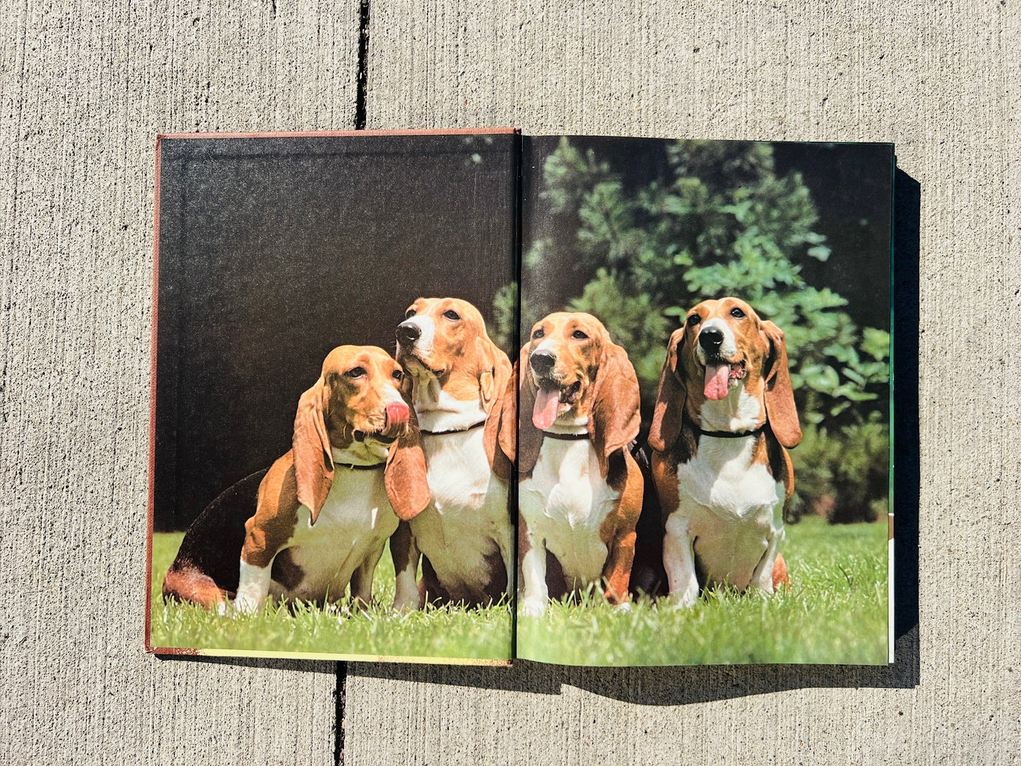 Vintage Encyclopedia of the Dog Hardcover Book