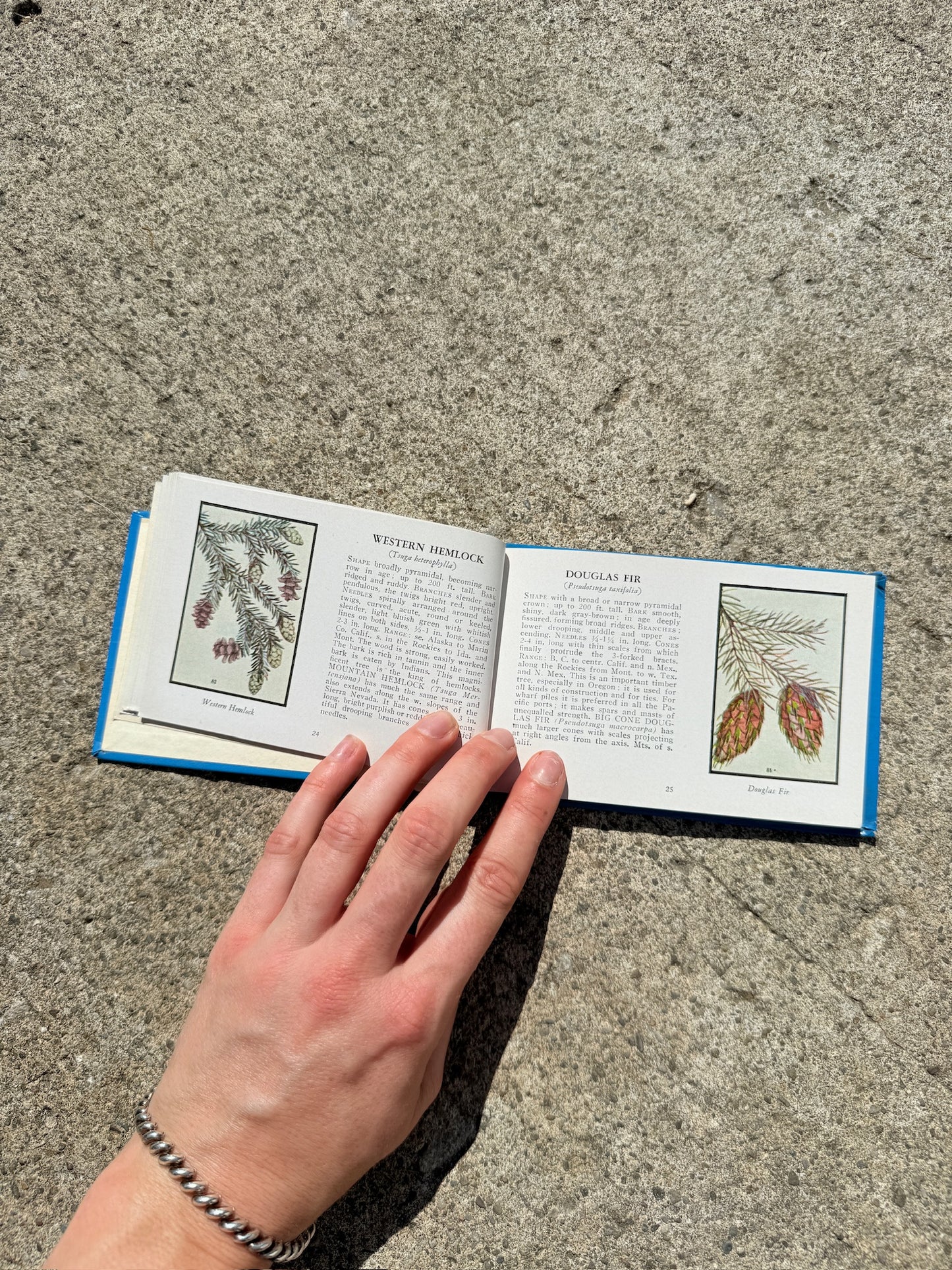 Vintage 1930s Trees of North America Mini Guide Book