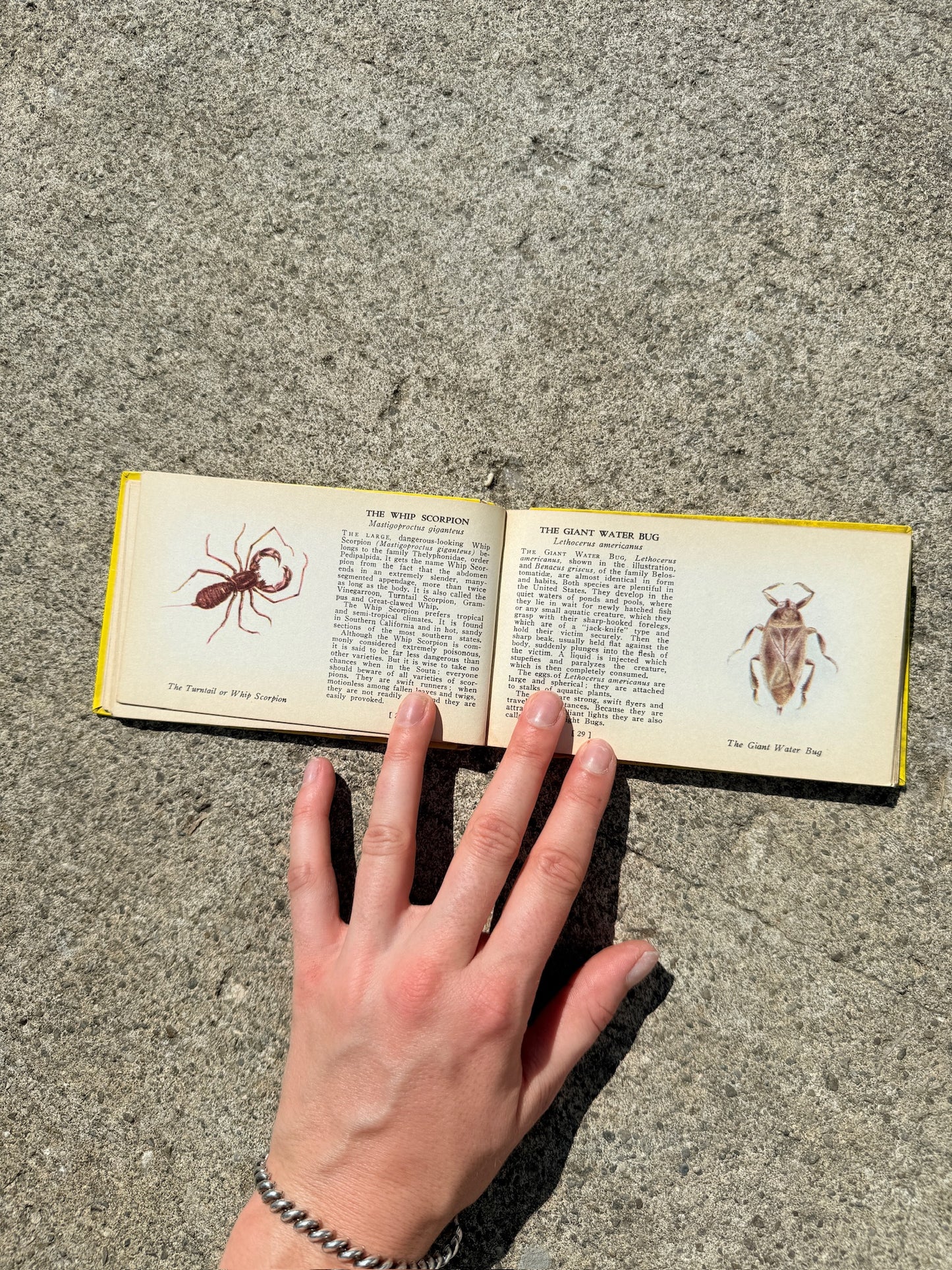 Vintage 1930s Bugs of America Mini Guide Book