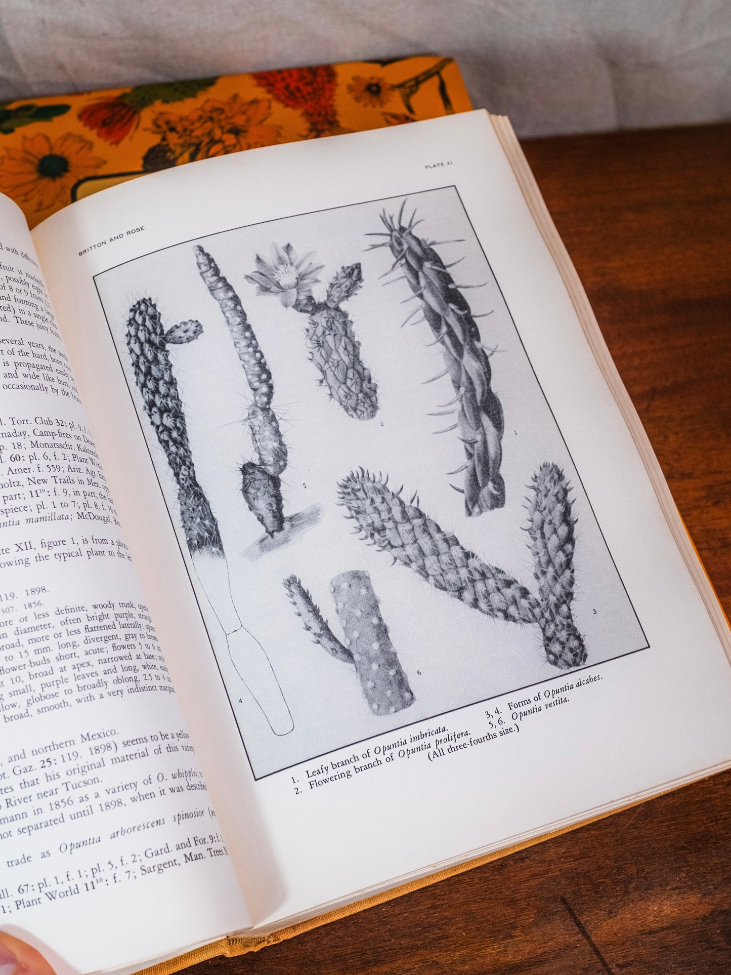 The Cactaceae Books | Set of 2