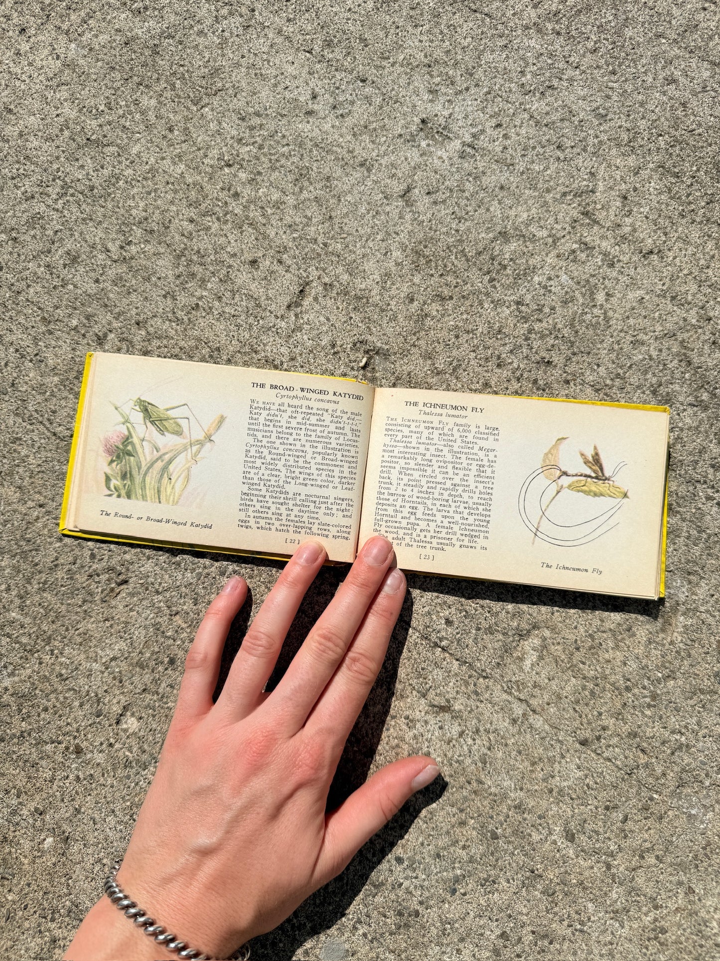 Vintage 1930s Bugs of America Mini Guide Book