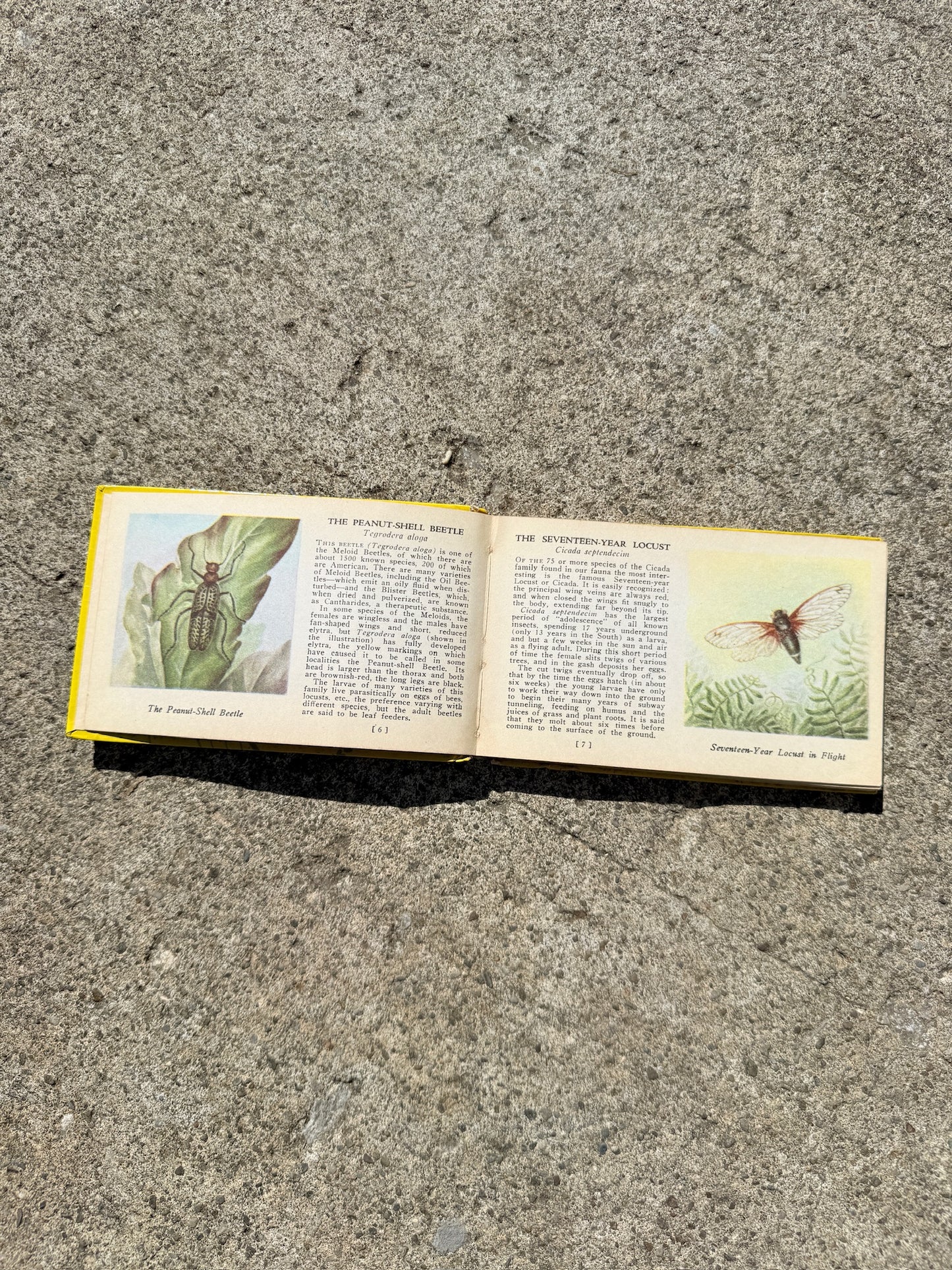 Vintage 1930s Bugs of America Mini Guide Book